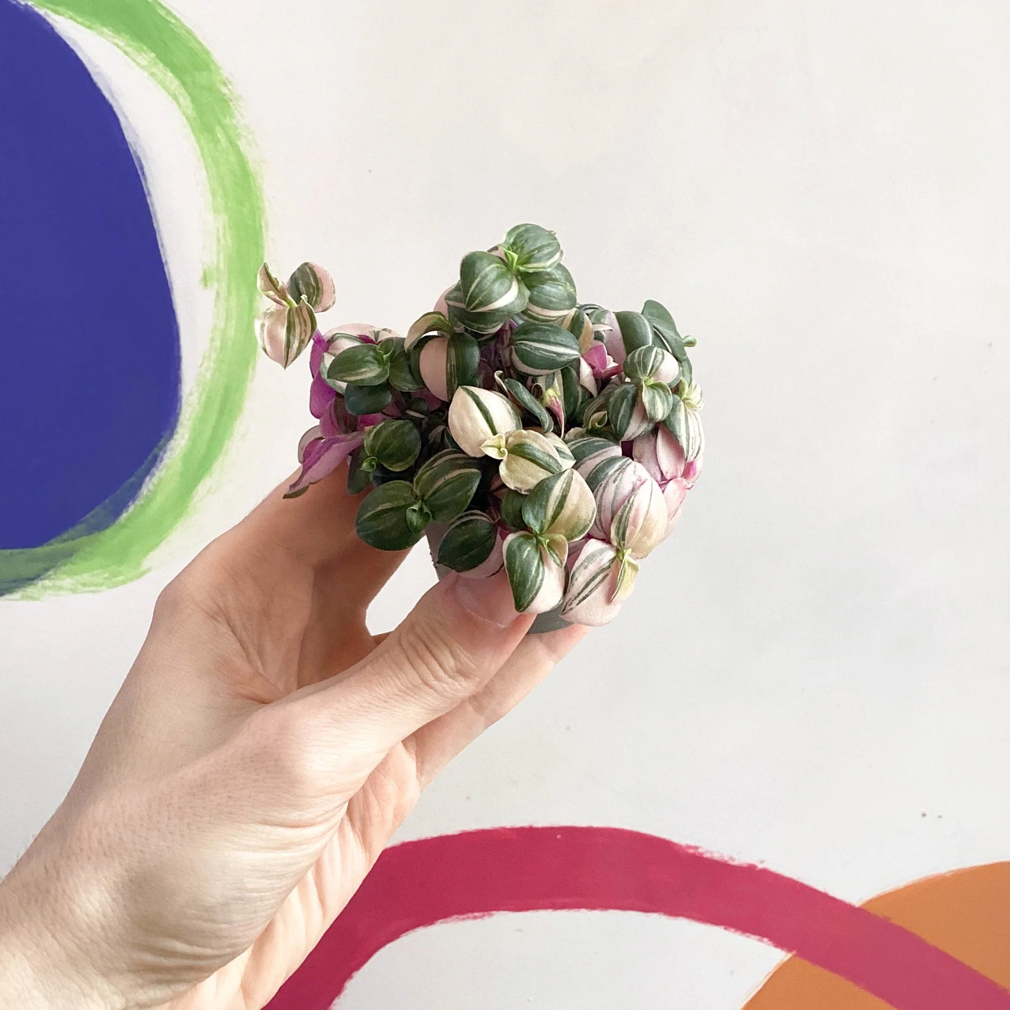 Inch Plant - Tradescantia fluminensis 'Quadricolor' - Image 3