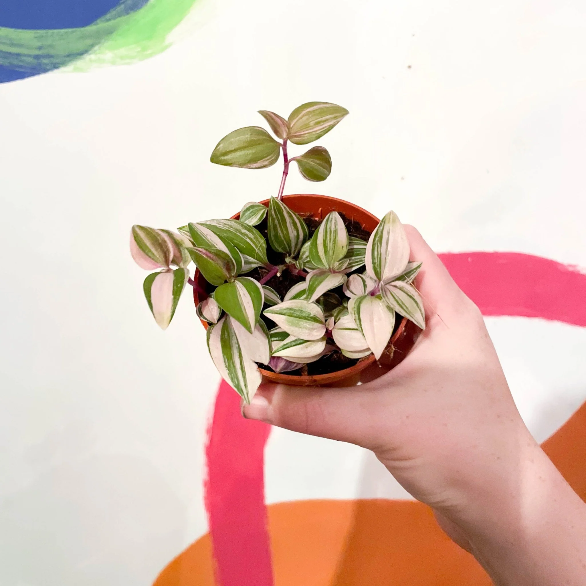 Inch Plant - Tradescantia fluminensis 'Quadricolor' - Image 4