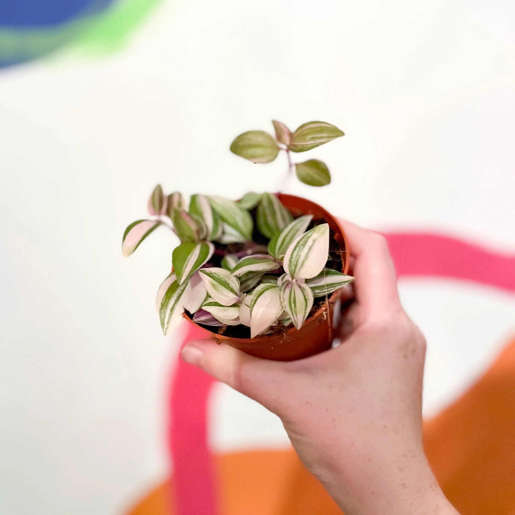 Inch Plant - Tradescantia fluminensis 'Quadricolor' - Image 5
