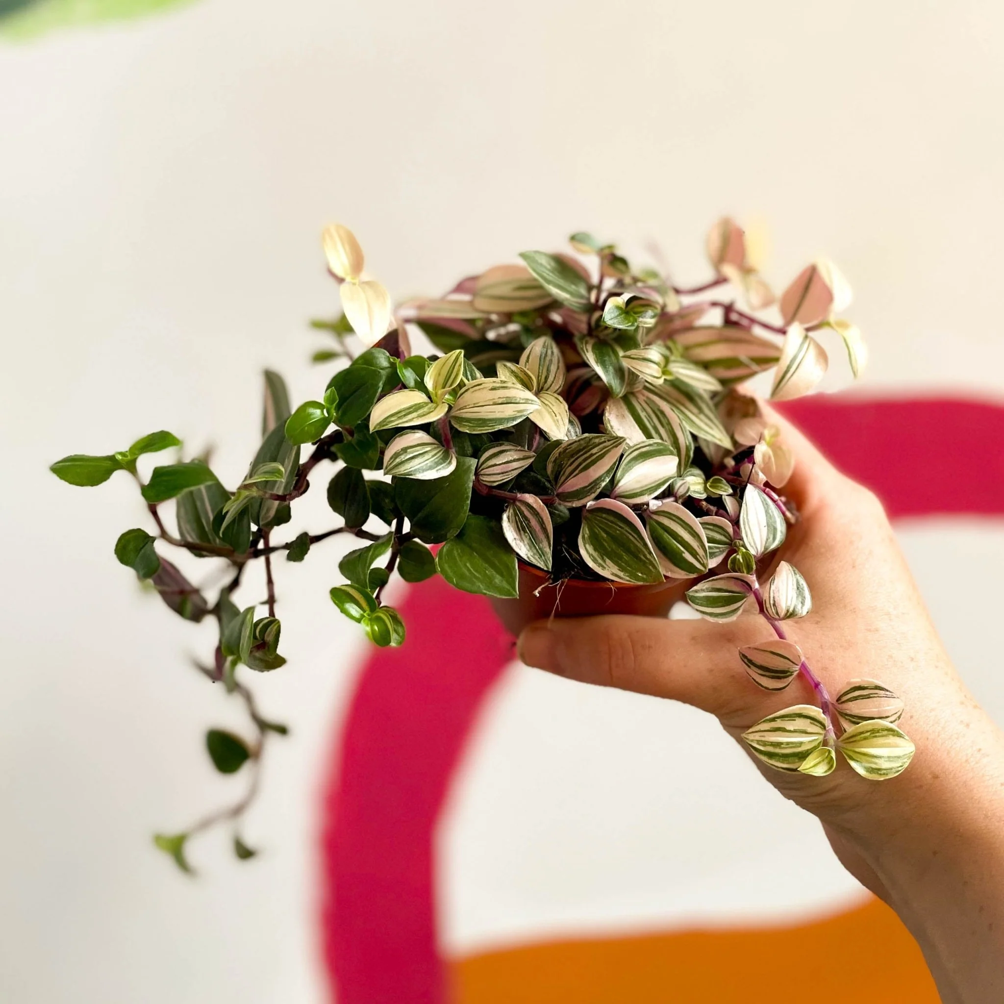 Inch Plant - Tradescantia fluminensis 'Quadricolor' - Image 6