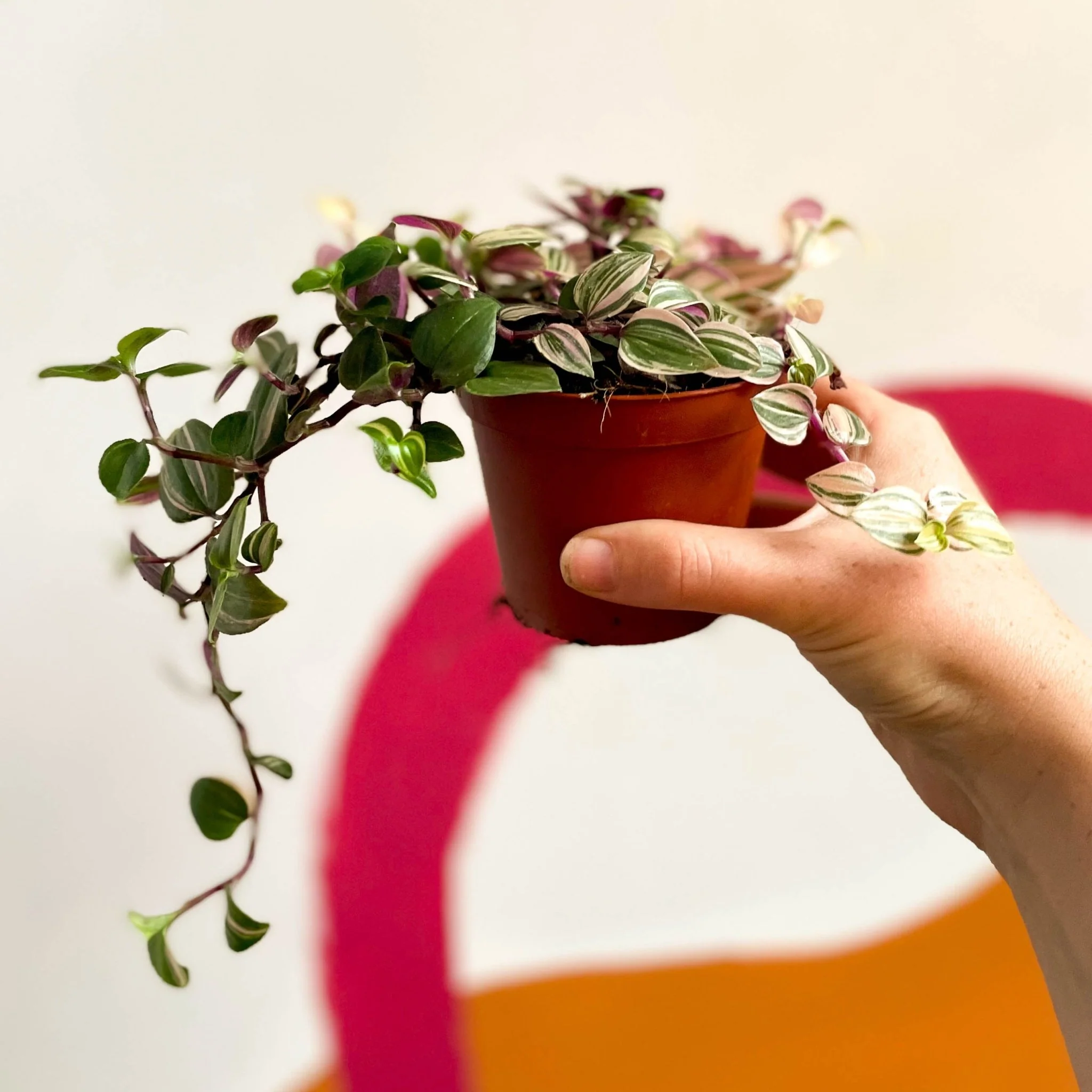 Inch Plant - Tradescantia fluminensis 'Quadricolor' - Image 7