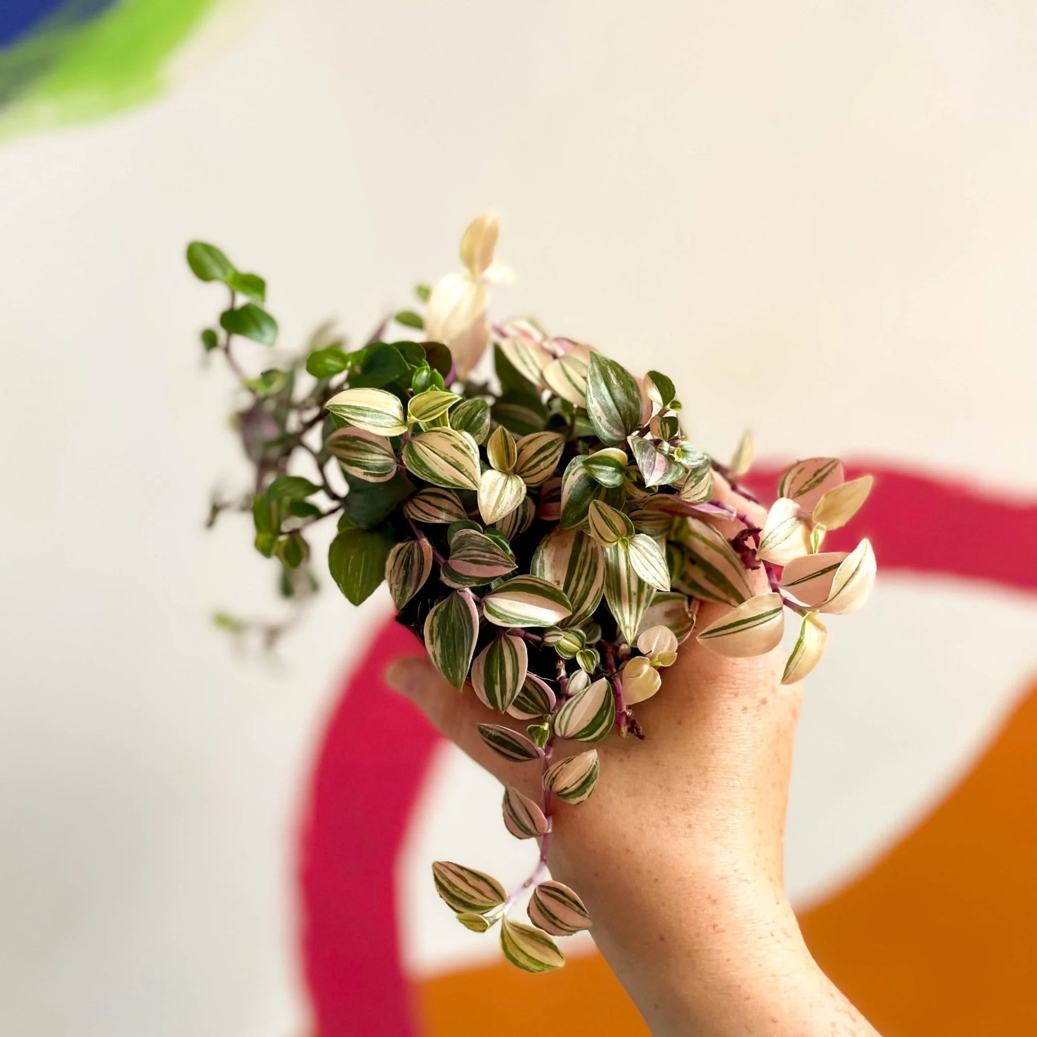 Inch Plant - Tradescantia fluminensis 'Quadricolor' - Image 8
