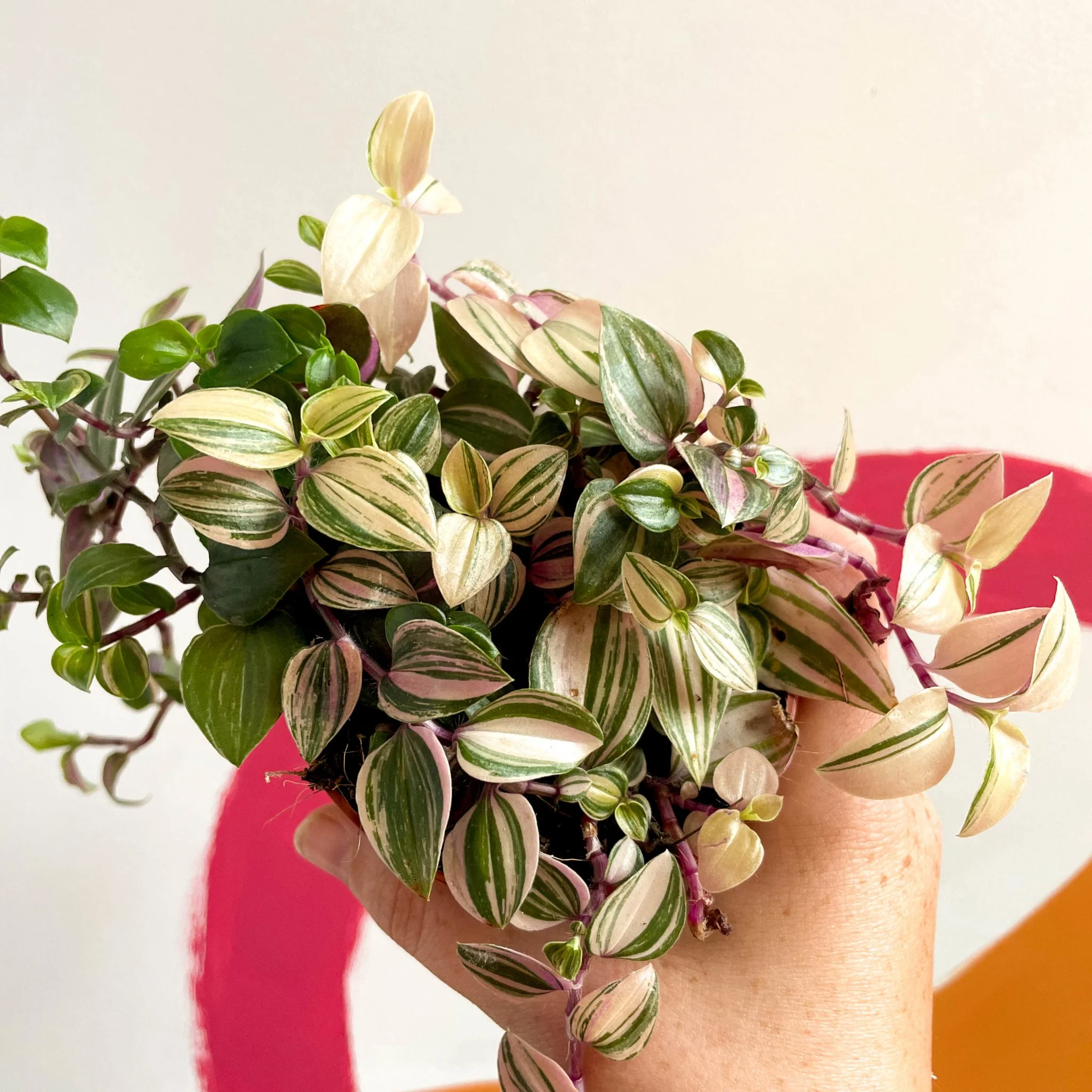 Inch Plant - Tradescantia fluminensis 'Quadricolor' - Image 9