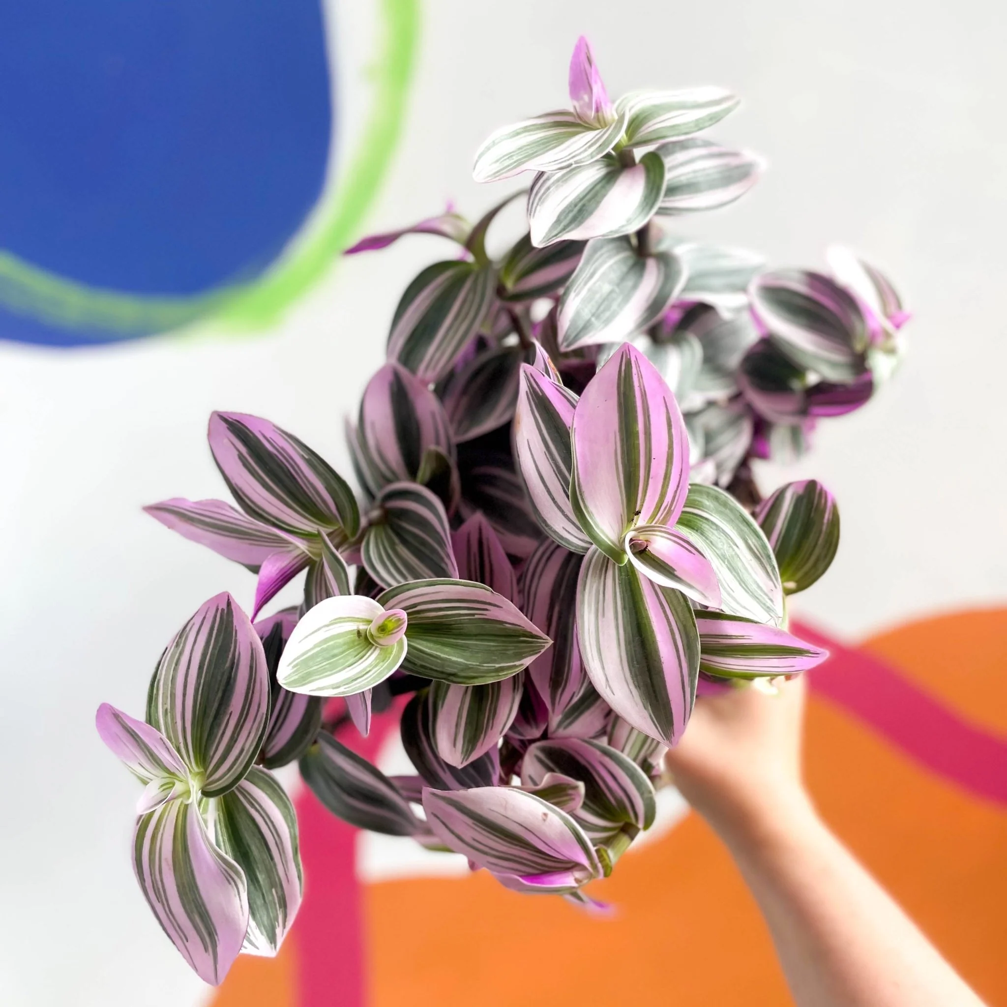 Tradescantia blossfeldiana 'Nanouk' - Inch Plant - Image 10