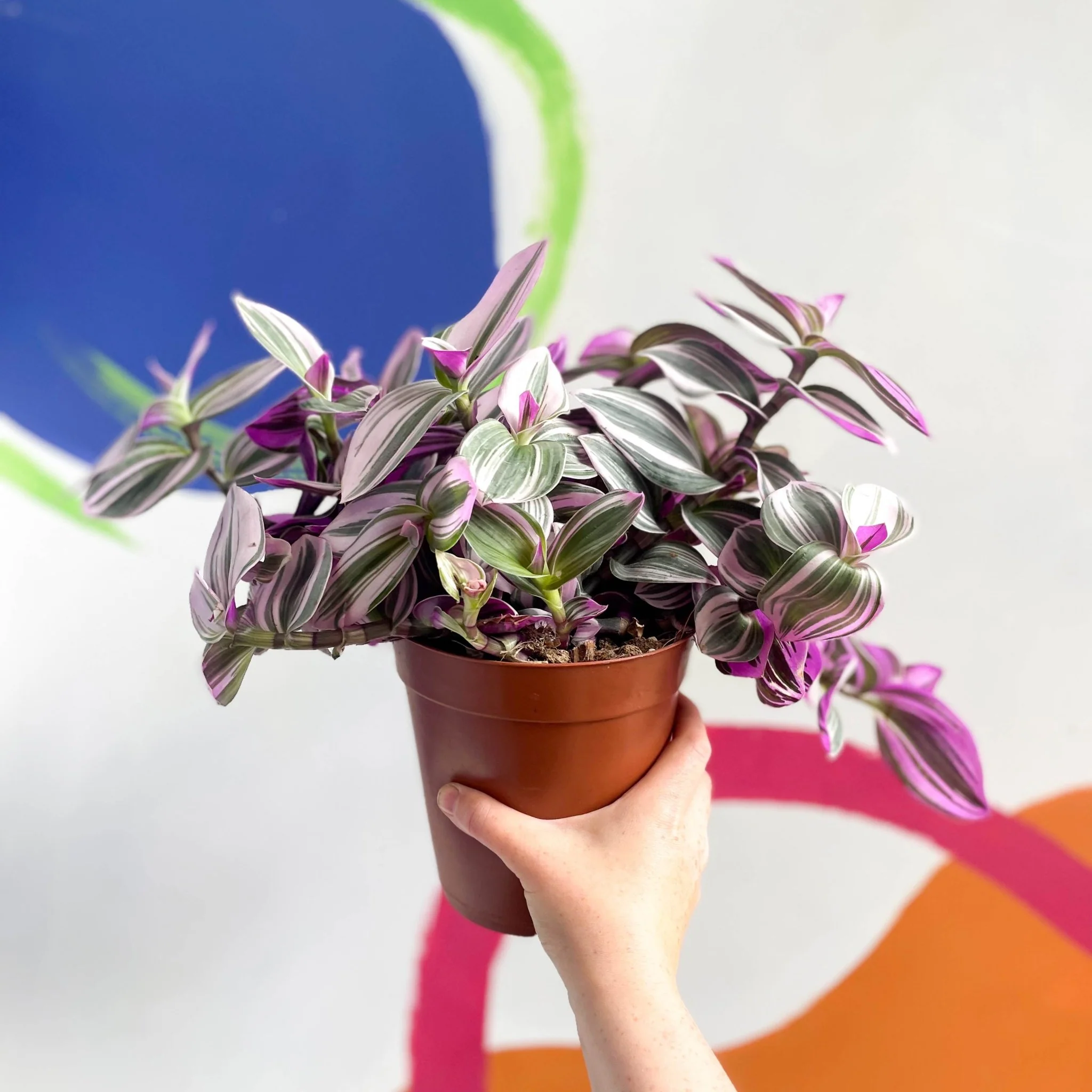 Tradescantia blossfeldiana 'Nanouk' - Inch Plant - Image 13