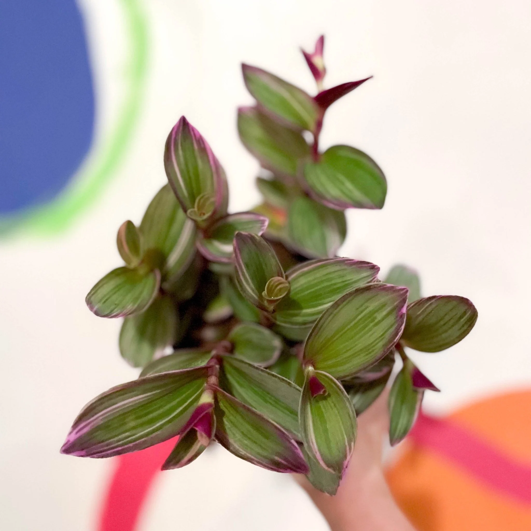 Tradescantia blossfeldiana 'Nanouk' - Inch Plant - Image 8