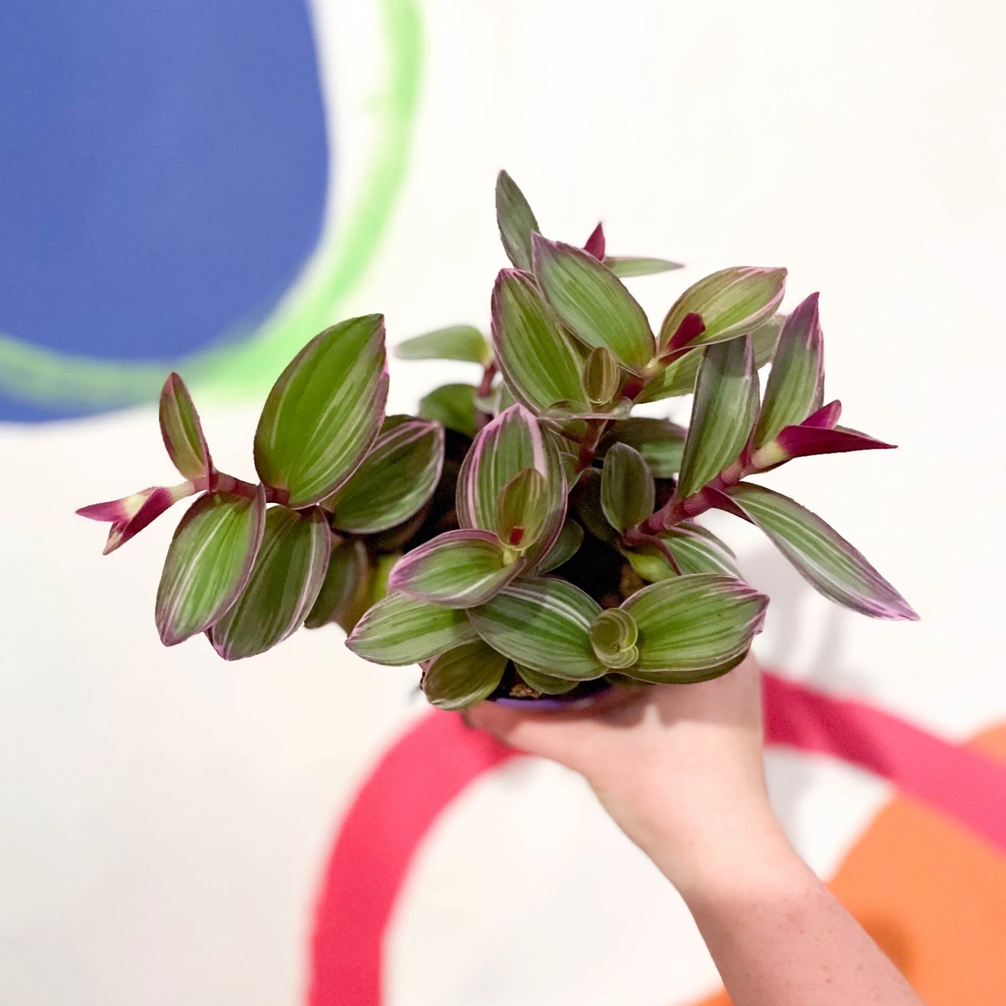 Tradescantia blossfeldiana 'Nanouk' - Inch Plant - Image 9