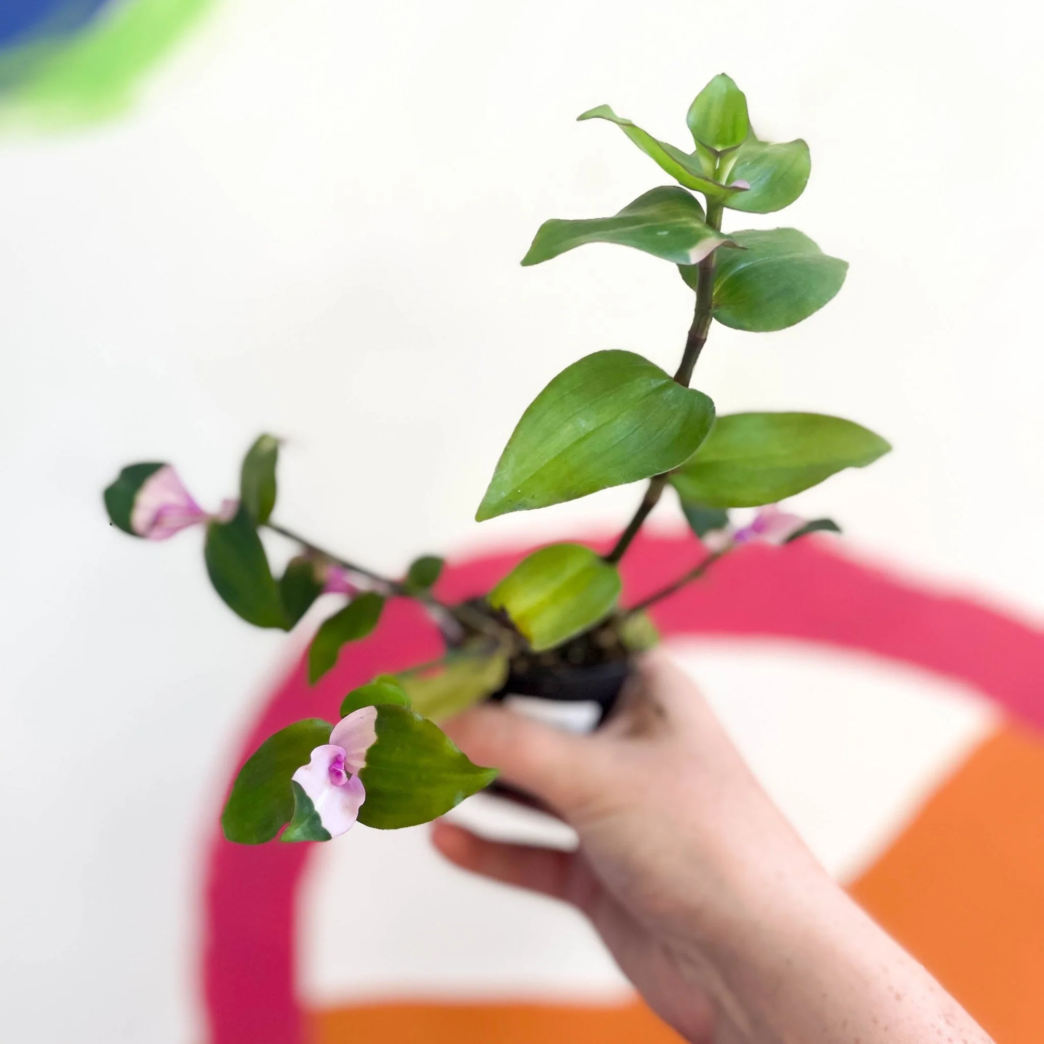 Inch Plant - Tradescantia fluminensis 'Maiden's Blush' - Welsh Grown