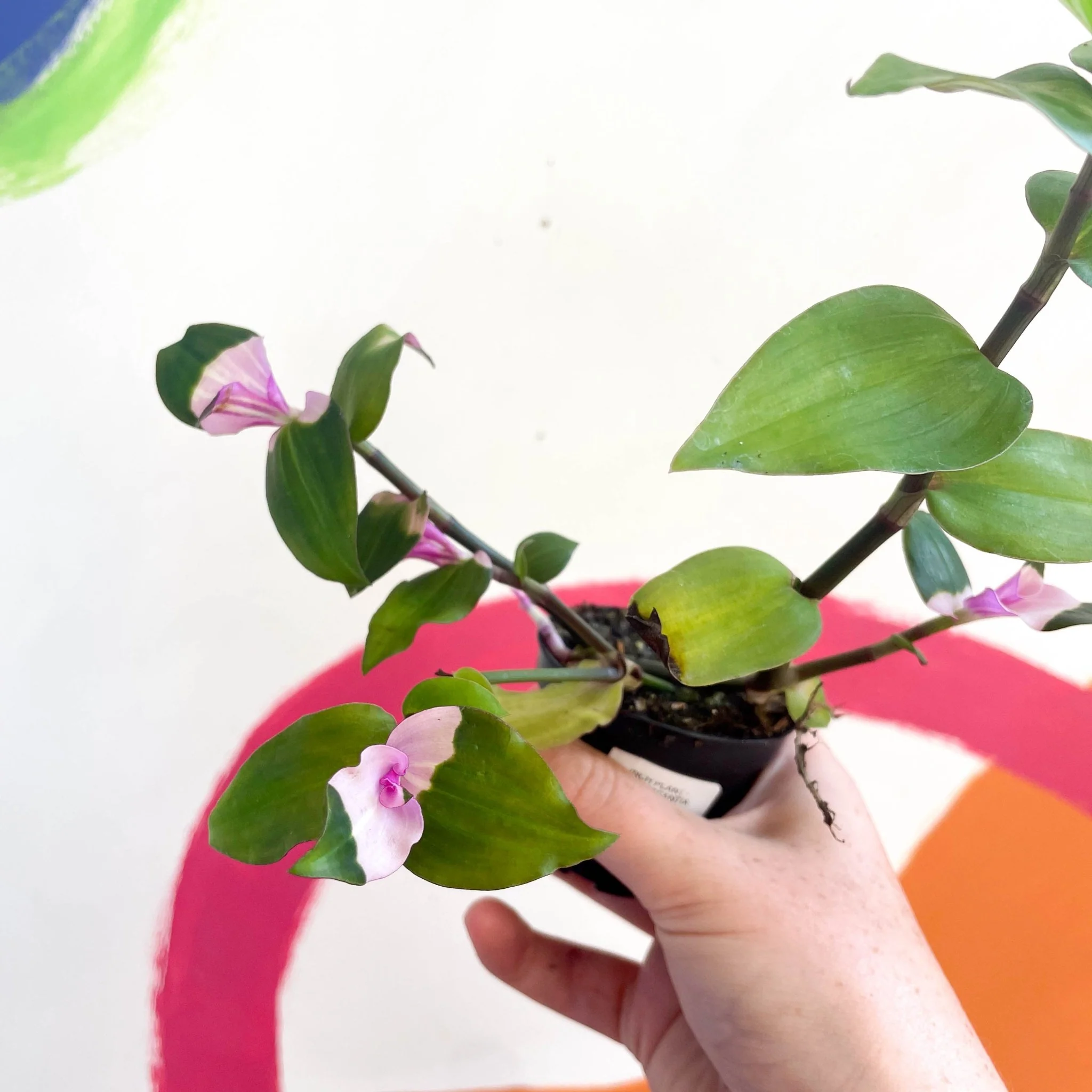 Inch Plant - Tradescantia fluminensis 'Maiden's Blush' - Welsh Grown - Image 2