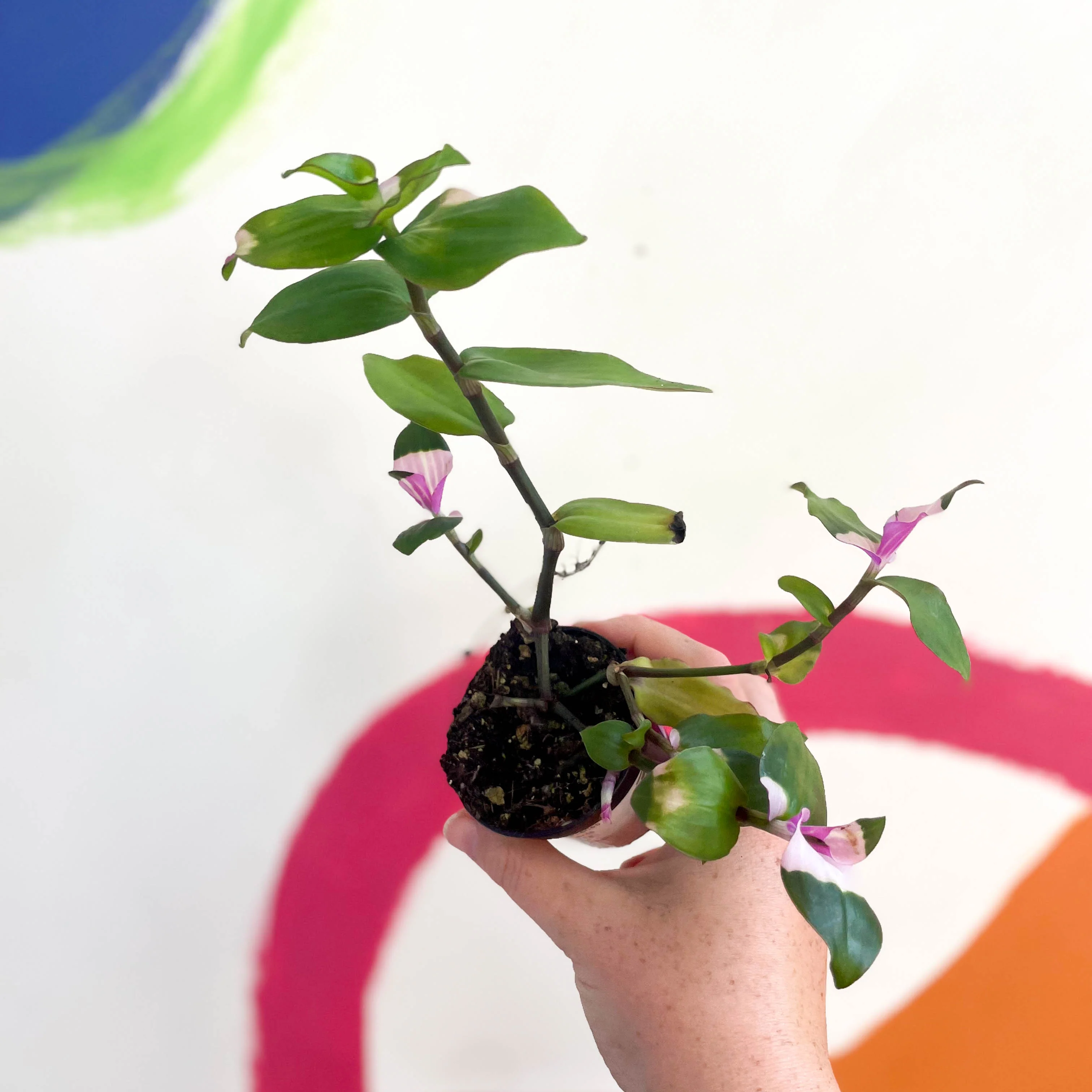 Inch Plant - Tradescantia fluminensis 'Maiden's Blush' - Welsh Grown - Image 4