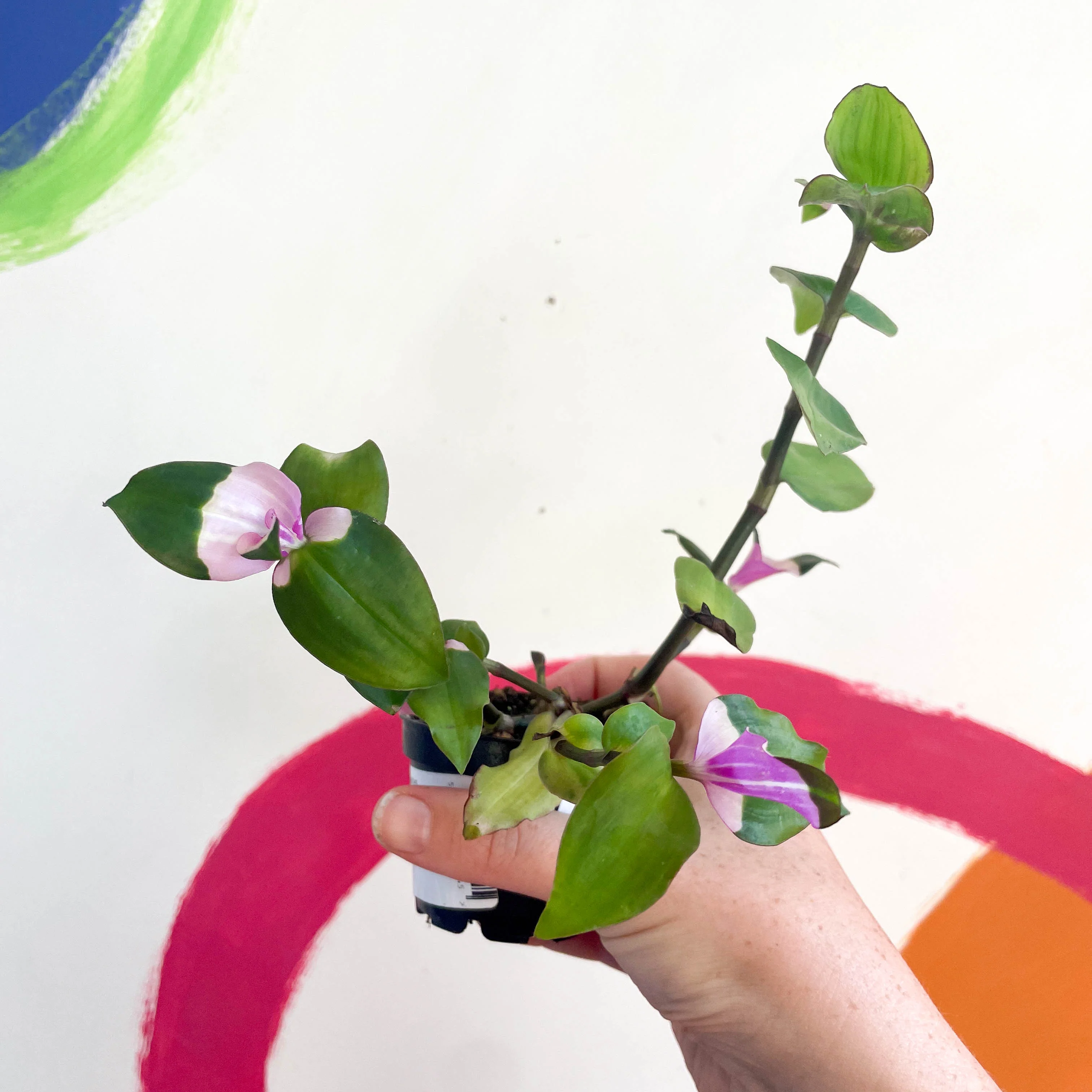 Inch Plant - Tradescantia fluminensis 'Maiden's Blush' - Welsh Grown - Image 5
