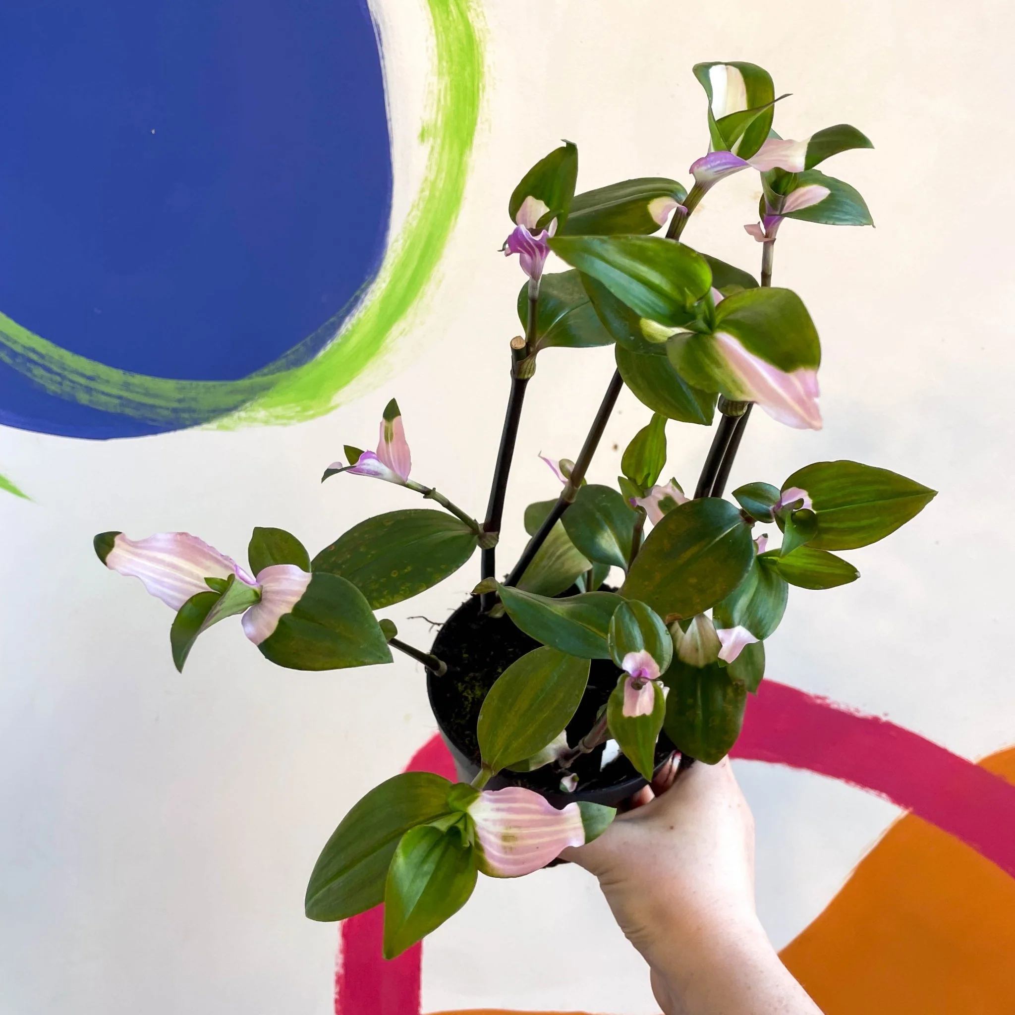 Inch Plant - Tradescantia fluminensis 'Maiden's Blush' - Welsh Grown - Image 6