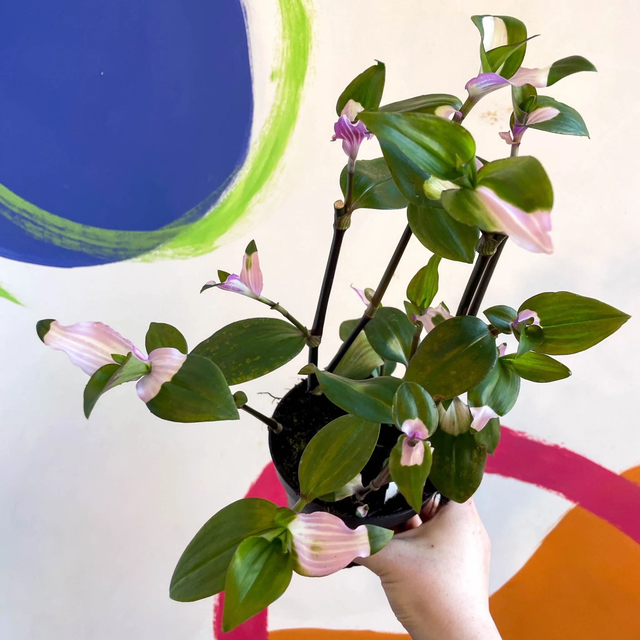 Inch Plant - Tradescantia fluminensis 'Maiden's Blush' - Welsh Grown - Image 8