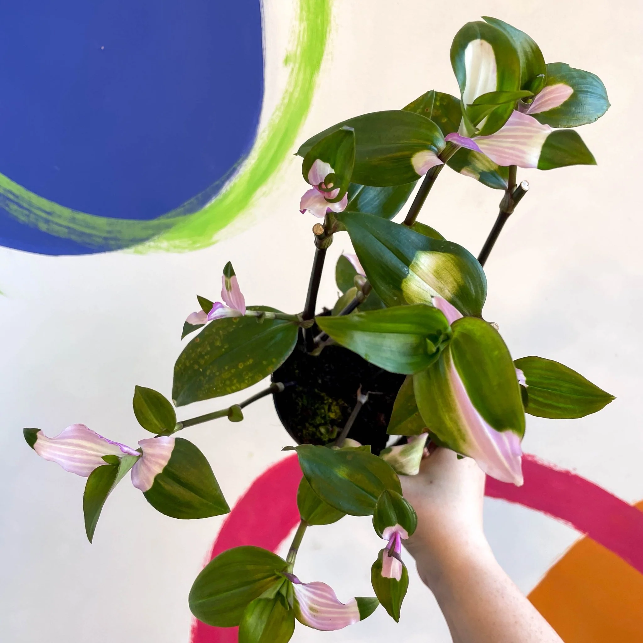 Inch Plant - Tradescantia fluminensis 'Maiden's Blush' - Welsh Grown - Image 9