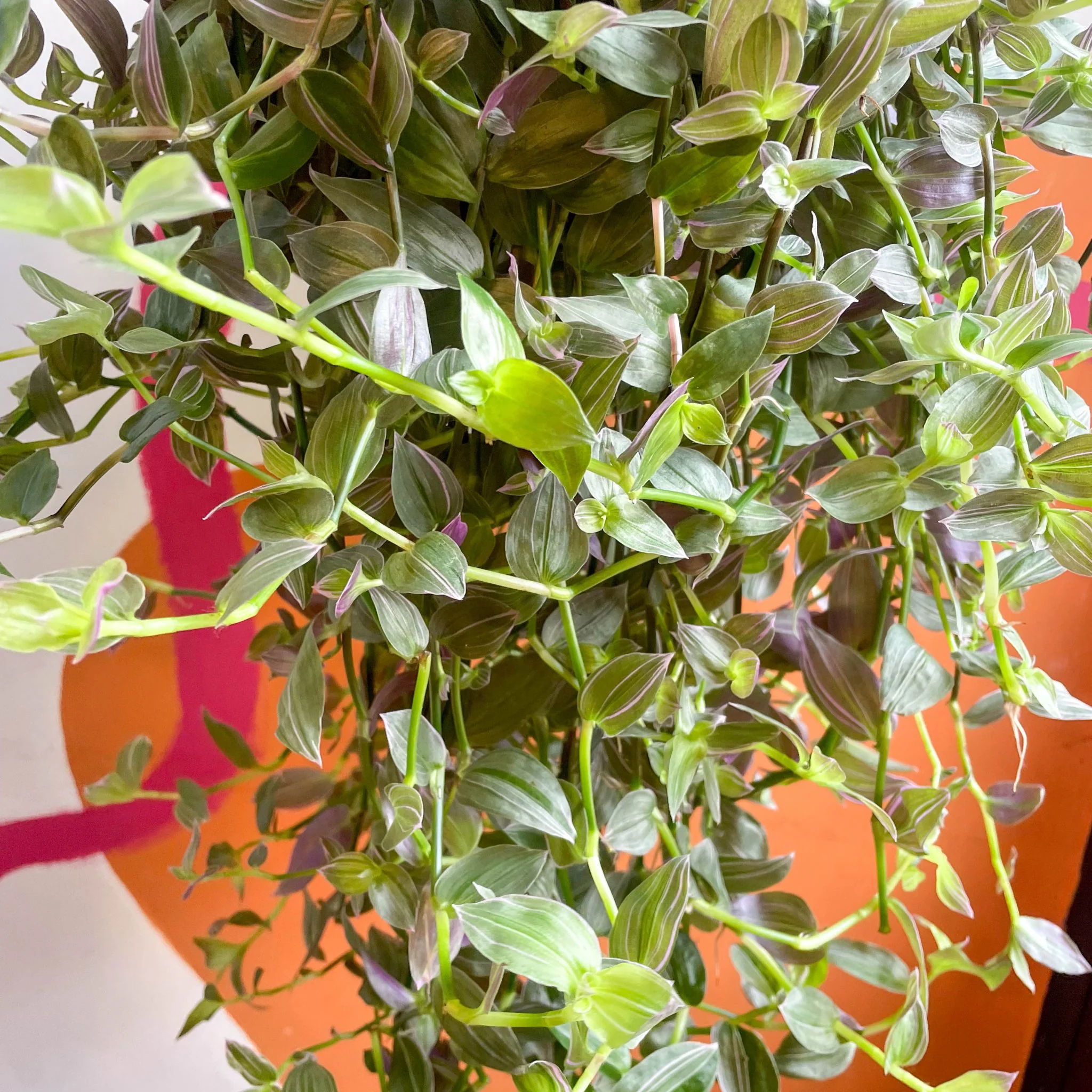 Tradescantia 'Pink Hill' - Inch Plant - Image 2