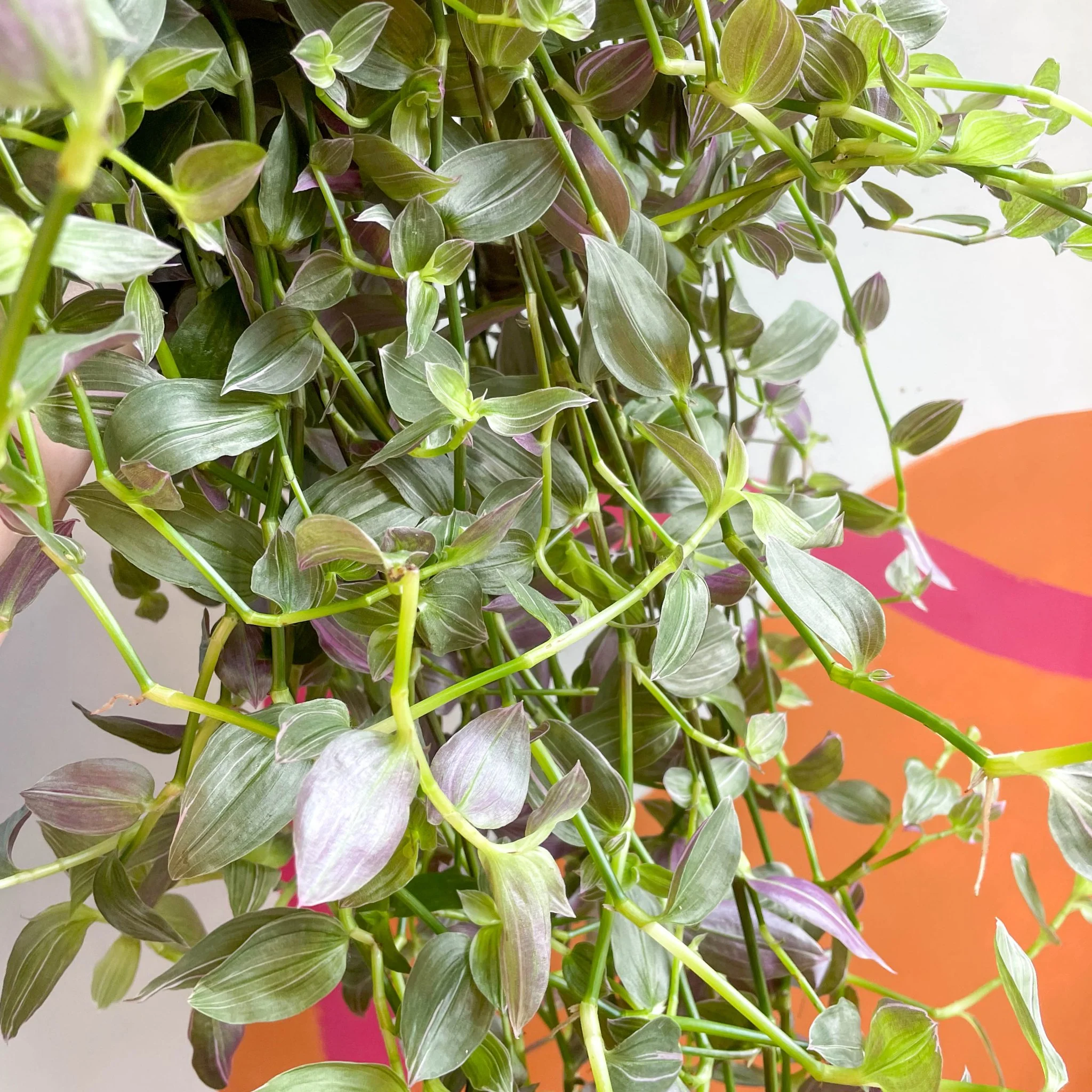 Tradescantia 'Pink Hill' - Inch Plant - Image 3