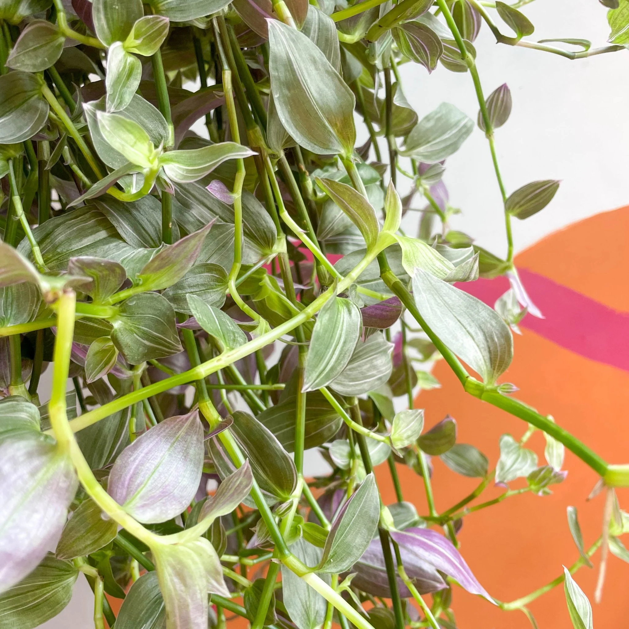 Tradescantia 'Pink Hill' - Inch Plant - Image 4