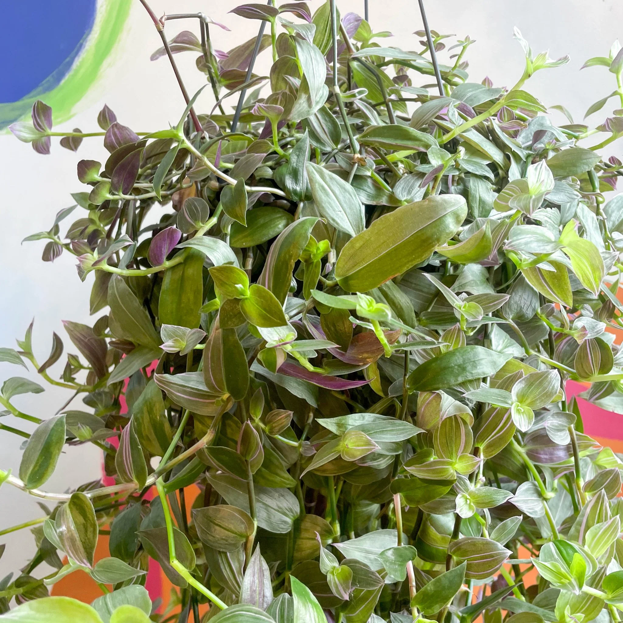 Tradescantia 'Pink Hill' - Inch Plant - Image 5