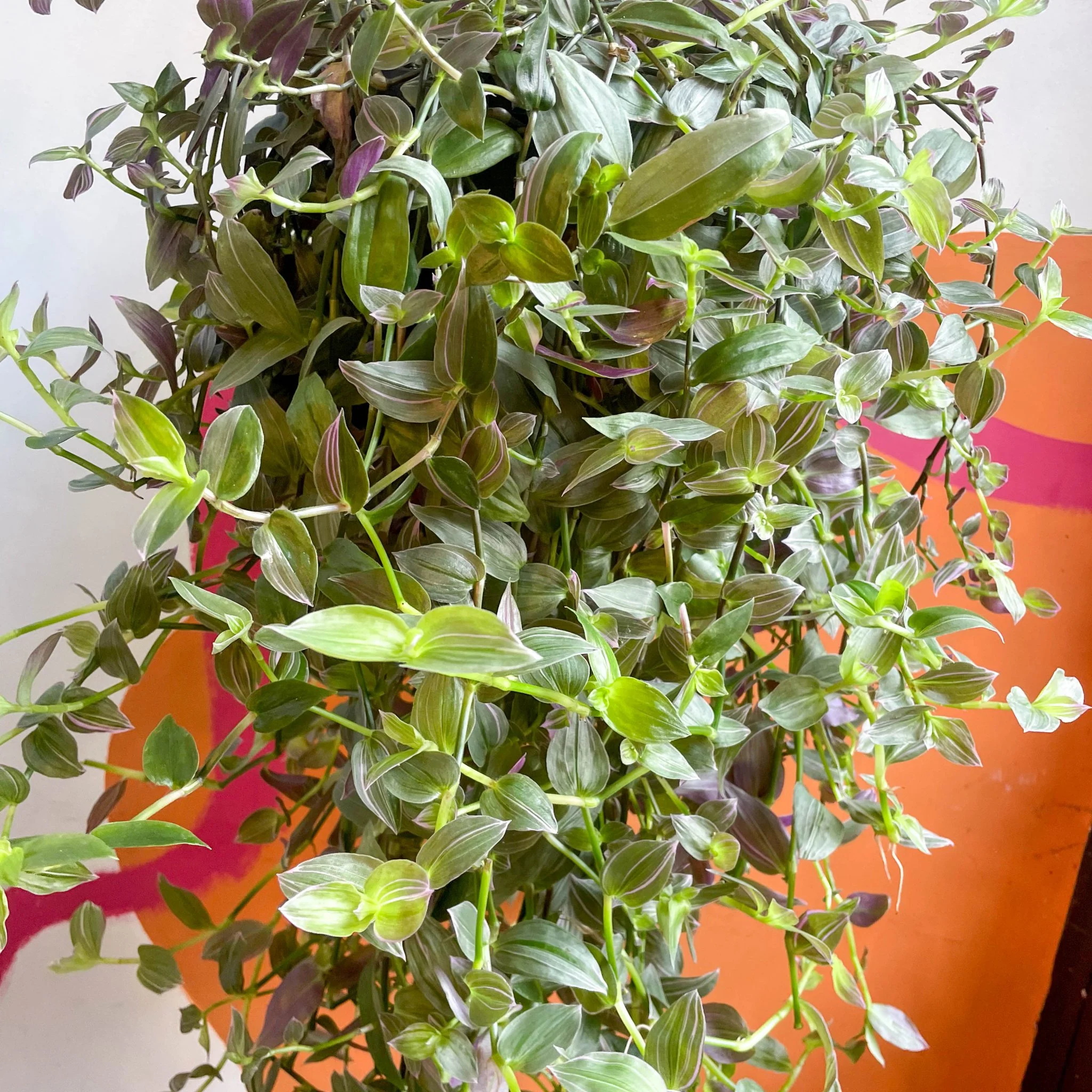 Tradescantia 'Pink Hill' - Inch Plant - Image 6
