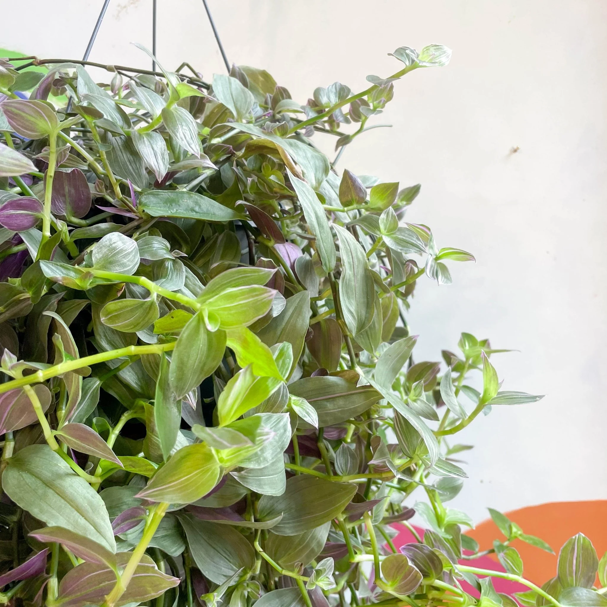 Tradescantia 'Pink Hill' - Inch Plant - Image 7