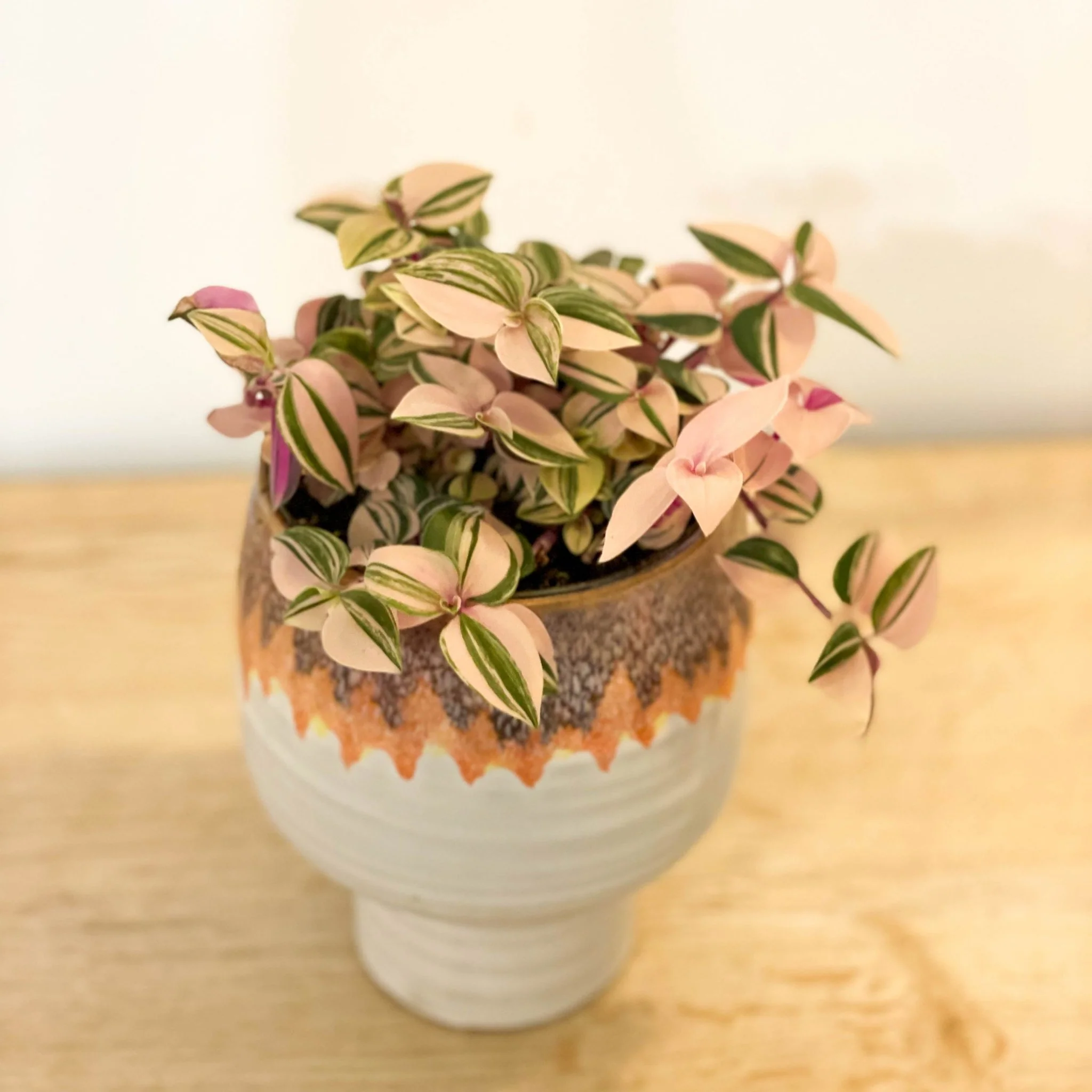 Inch Plant - Tradescantia fluminensis 'Rosa'