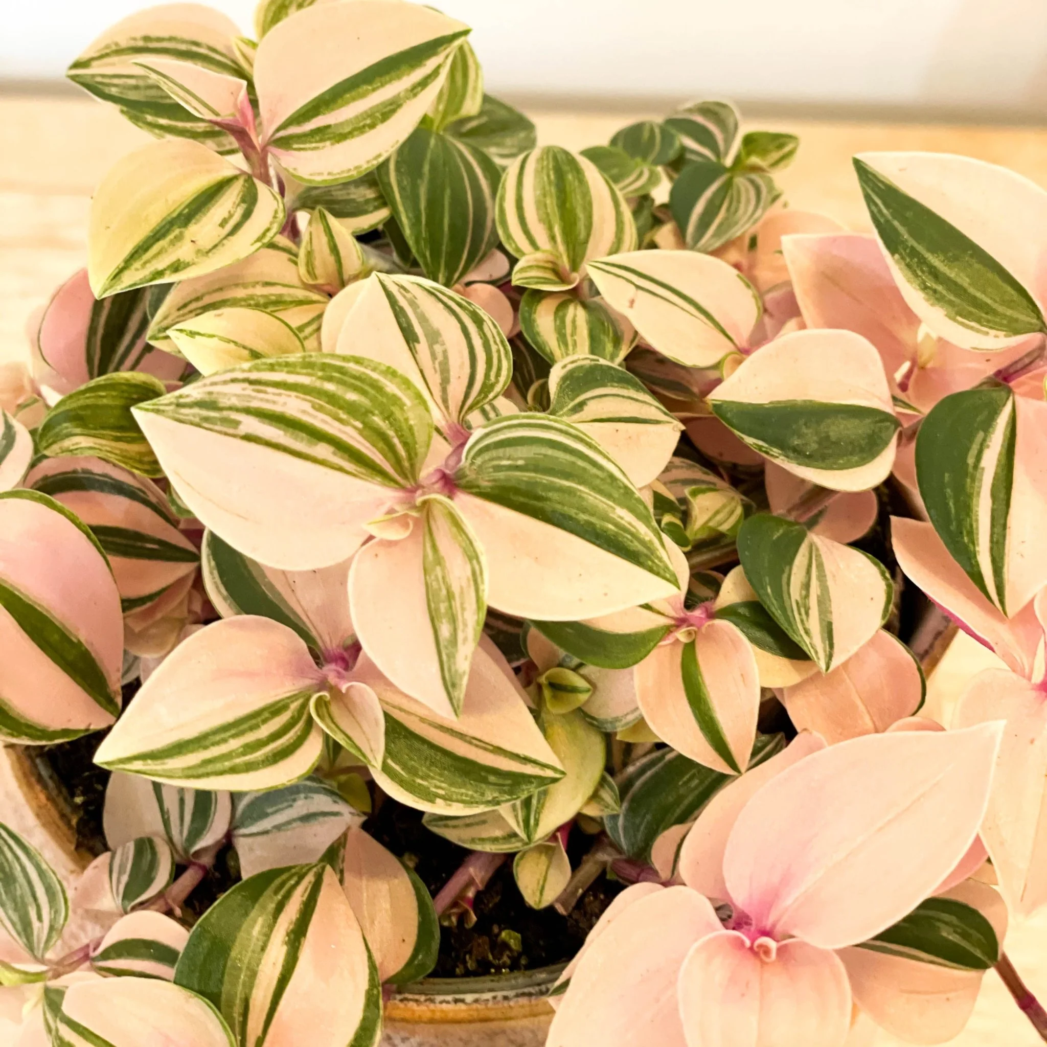 Inch Plant - Tradescantia fluminensis 'Rosa' - Image 2