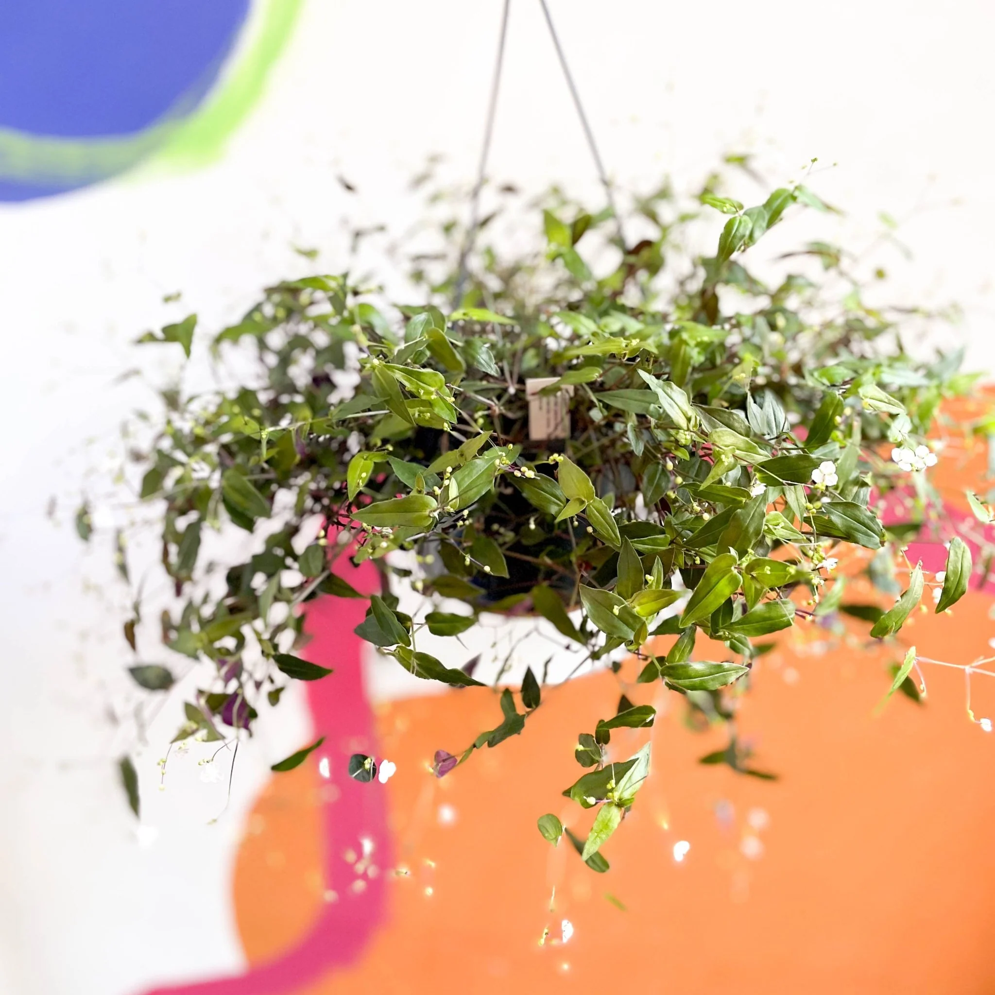 Inch Plant - Tradescantia gibasis 'Bridal Veil' - Welsh Grown