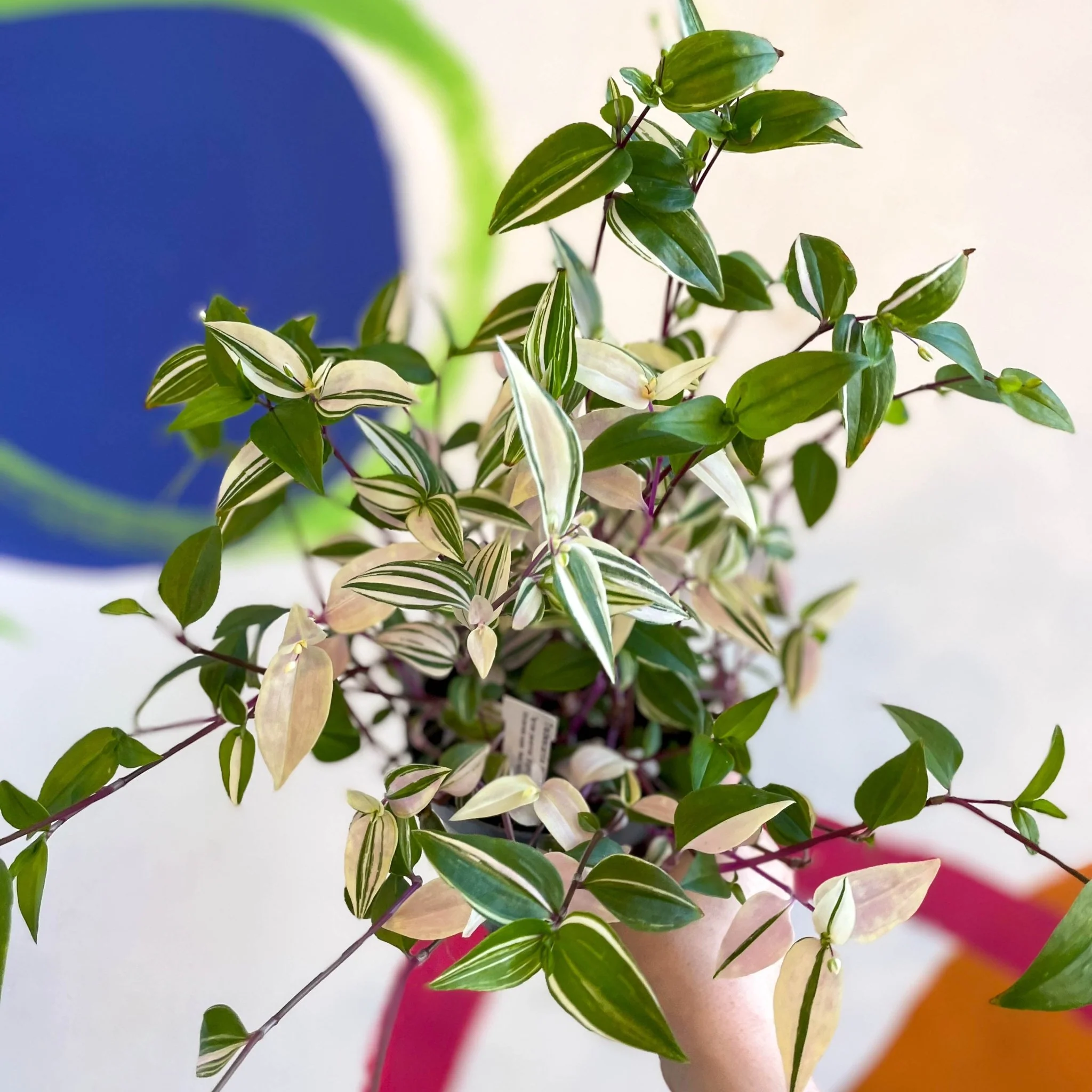 Inch Plant - Tradescantia mundula 'Lisa' Quadricolor - Welsh Grown - Image 7