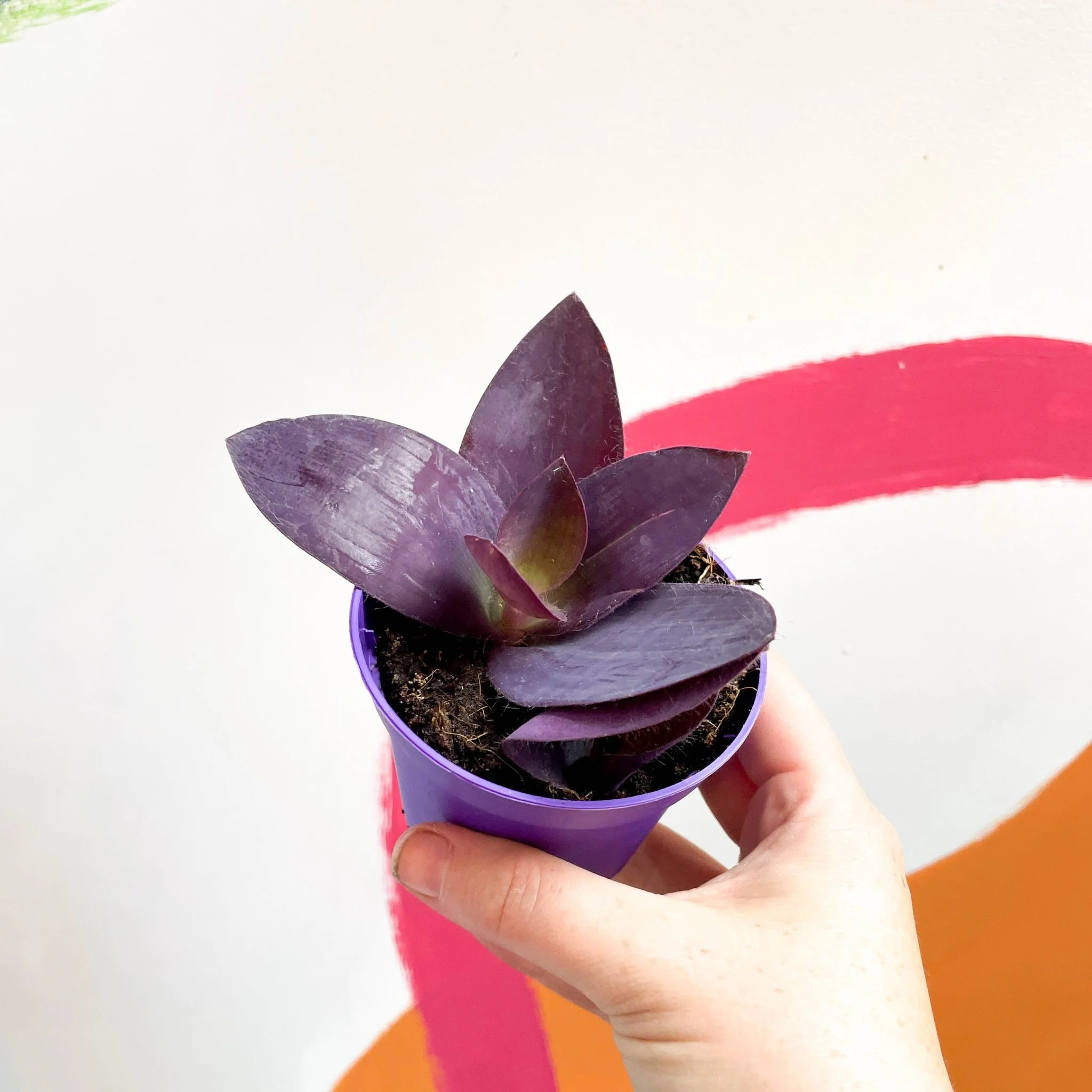 Inch Plant - Tradescantia pallida 'Purple Heart' - Image 2