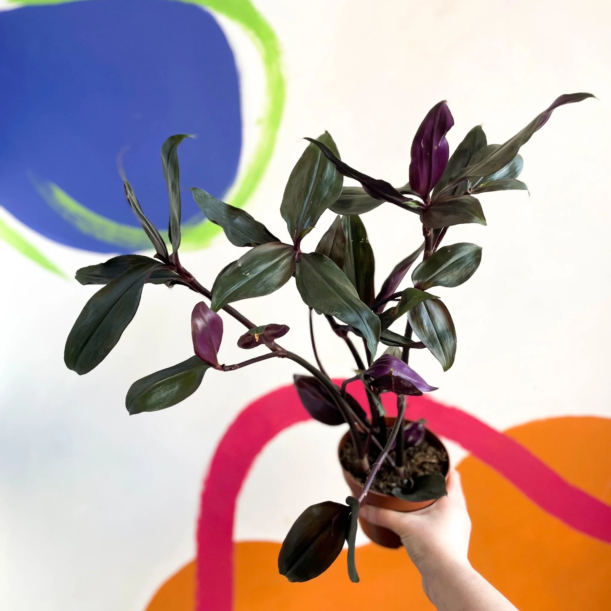 Inch Plant - Tradescantia spathacea 'Roxxo'