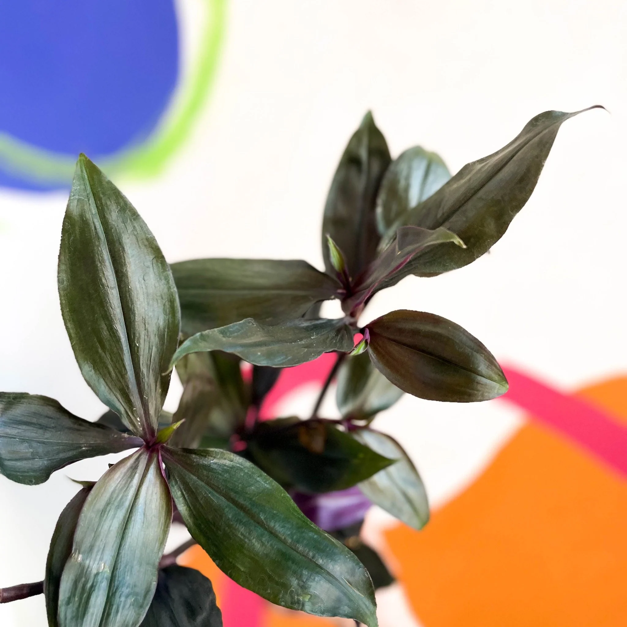 Inch Plant - Tradescantia spathacea 'Roxxo' - Image 2