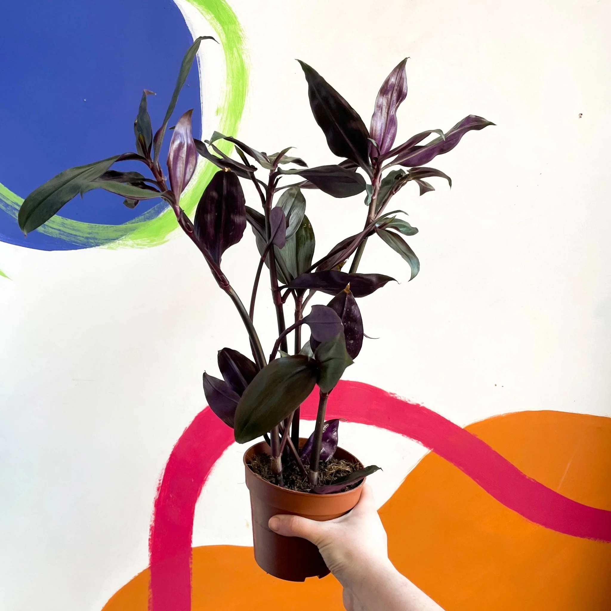 Inch Plant - Tradescantia spathacea 'Roxxo' - Image 3