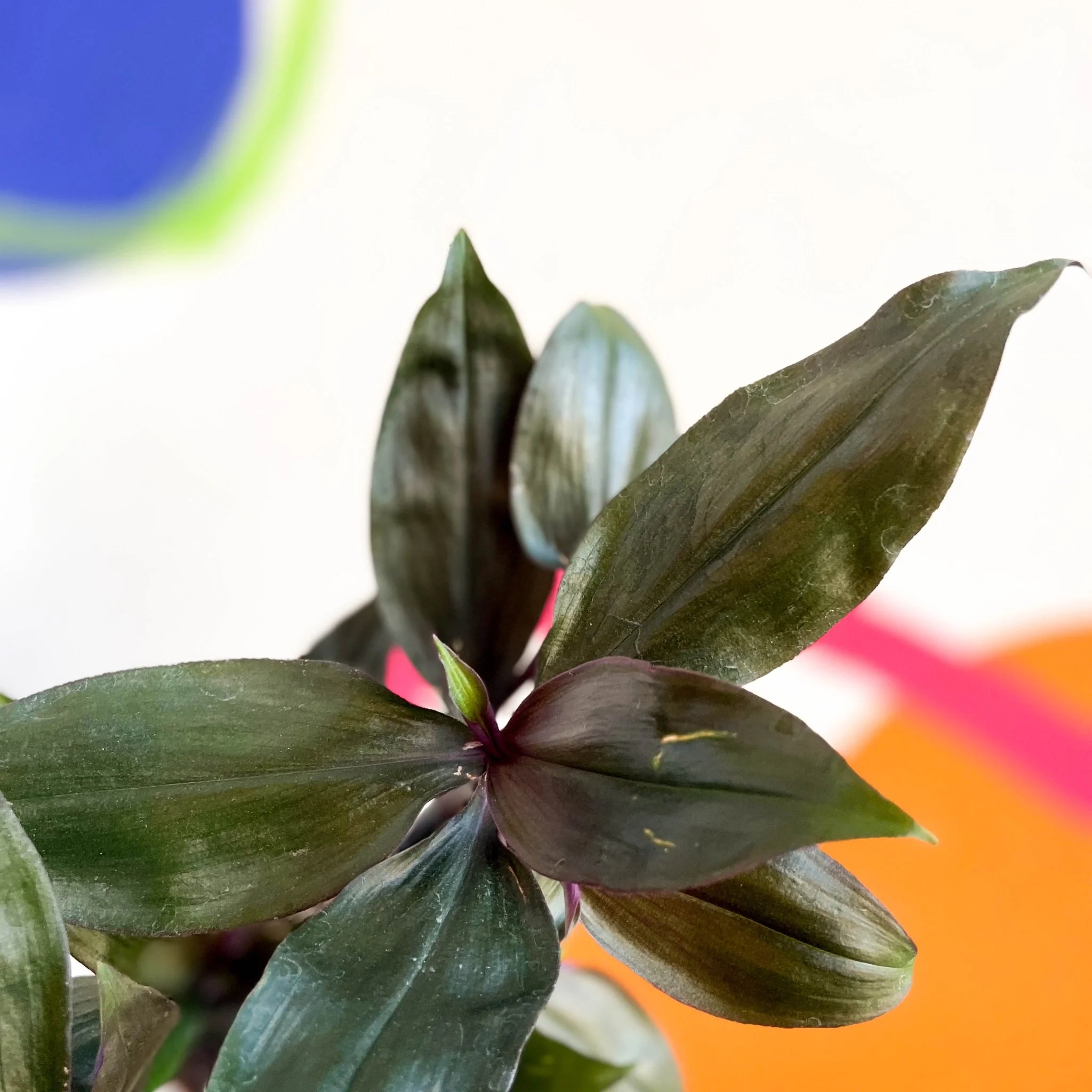 Inch Plant - Tradescantia spathacea 'Roxxo' - Image 4