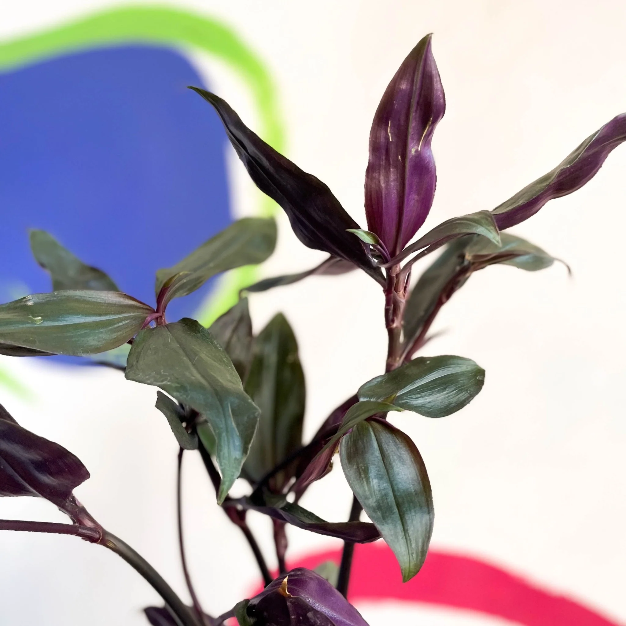 Inch Plant - Tradescantia spathacea 'Roxxo' - Image 5