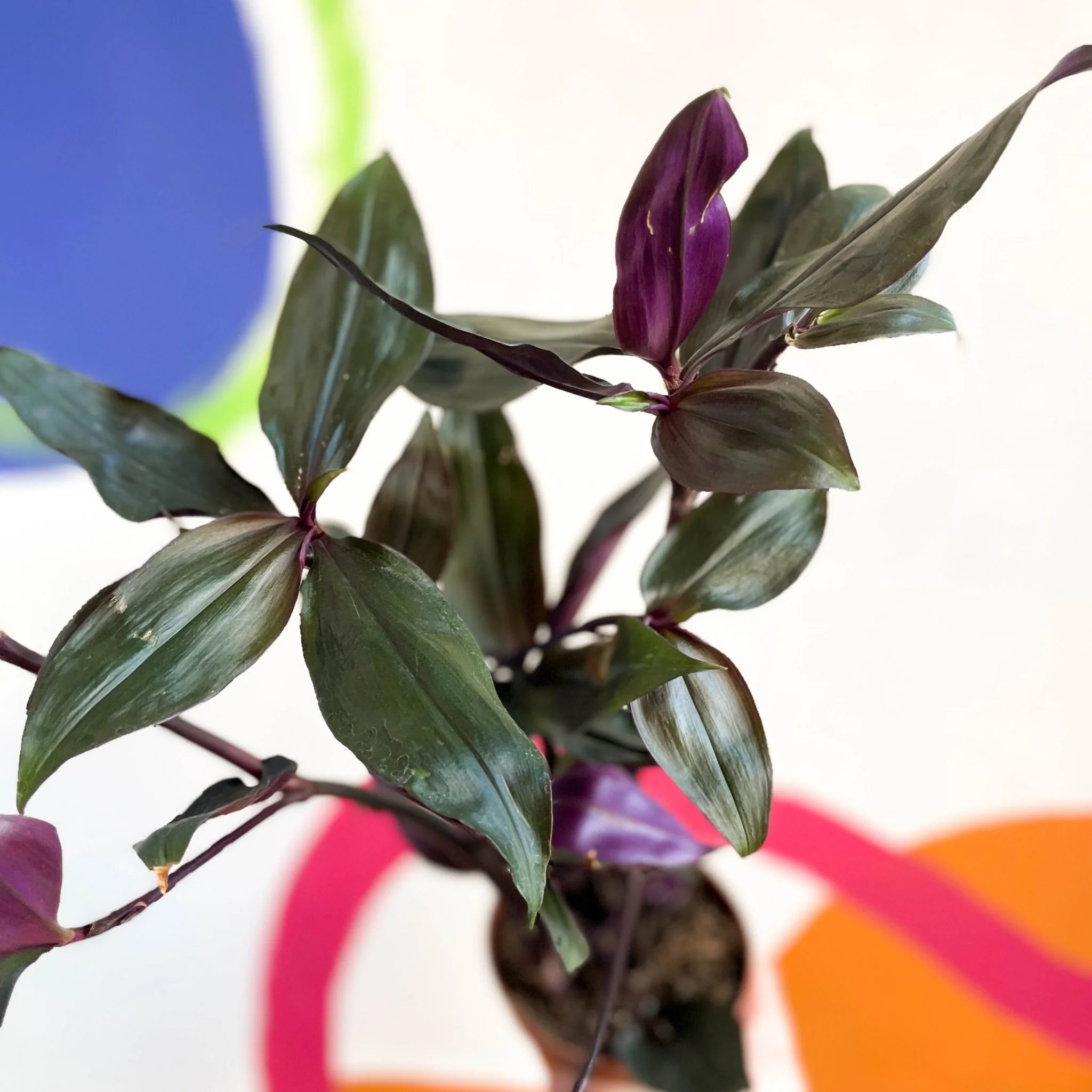 Inch Plant - Tradescantia spathacea 'Roxxo' - Image 6