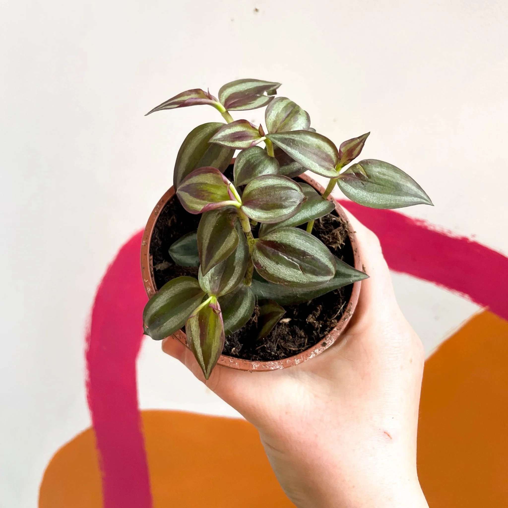 Inch Plant - Tradescantia zebrina - British Grown - Image 2