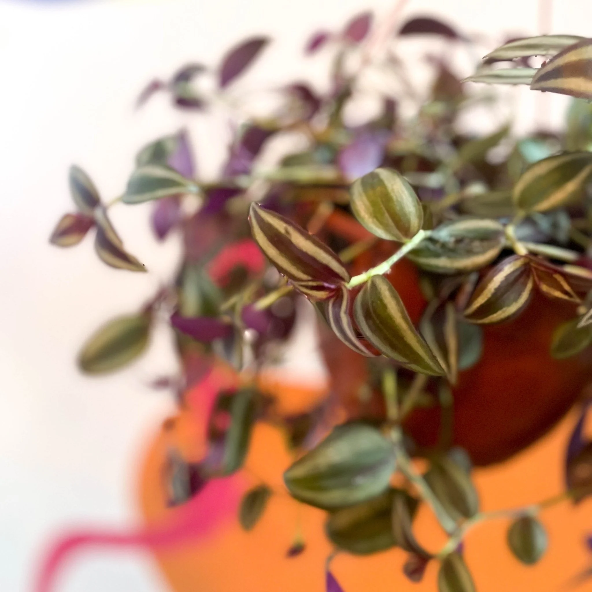 Inch Plant - Tradescantia zebrina - British Grown - Image 3