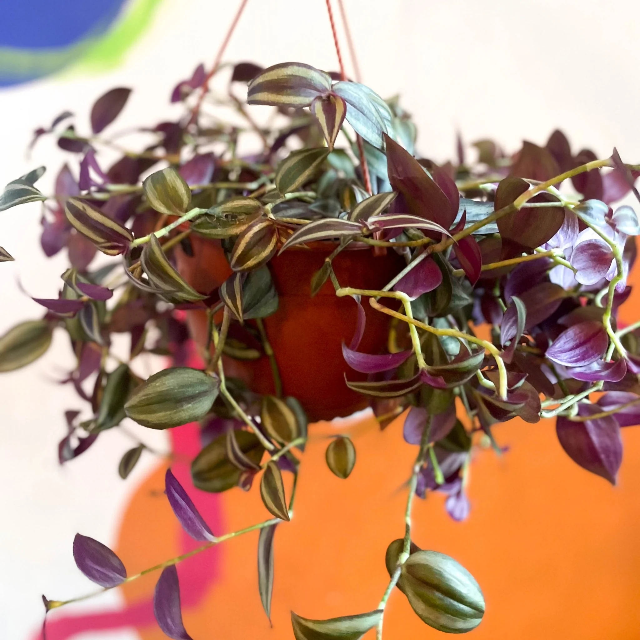 Inch Plant - Tradescantia zebrina - British Grown - Image 4