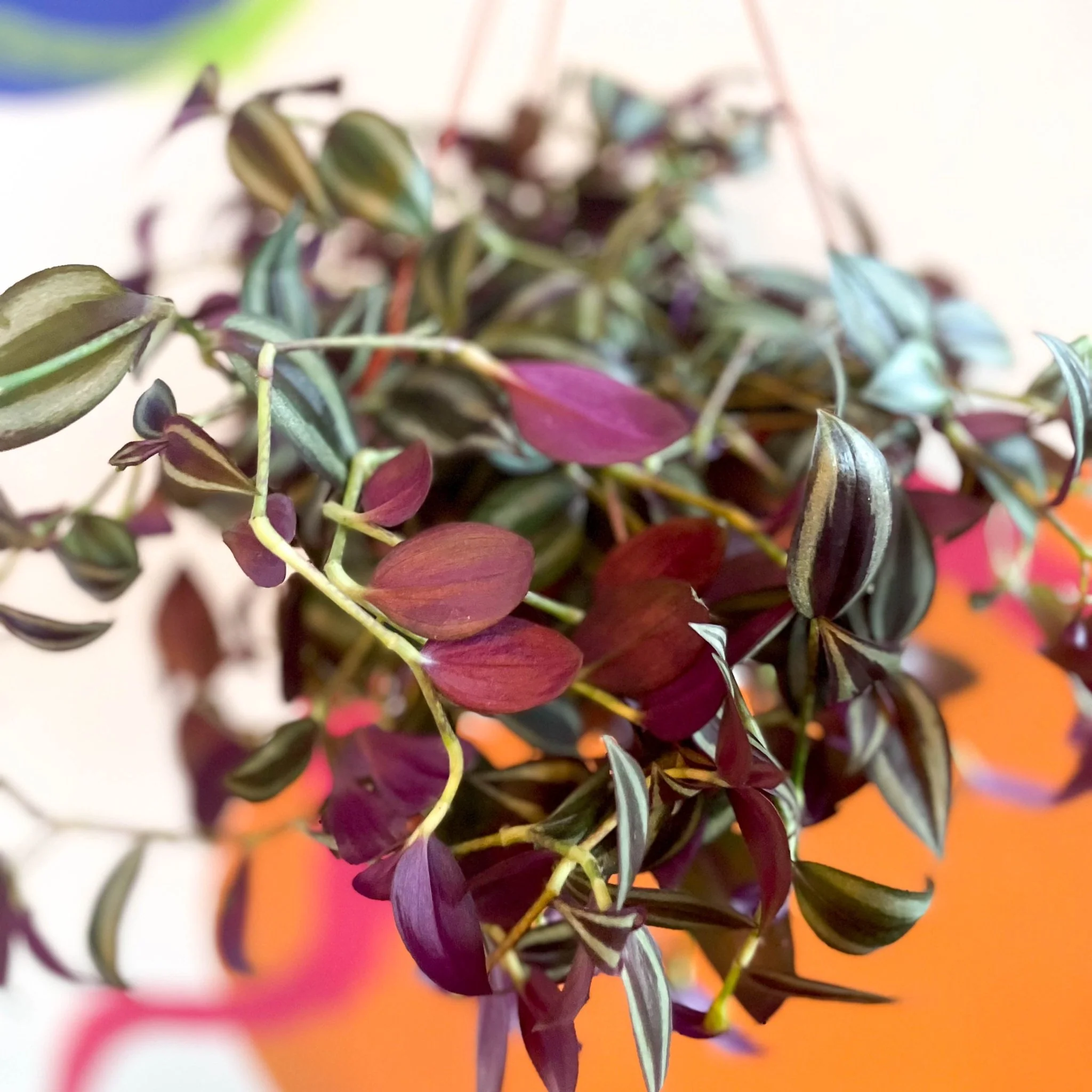 Inch Plant - Tradescantia zebrina - British Grown - Image 5