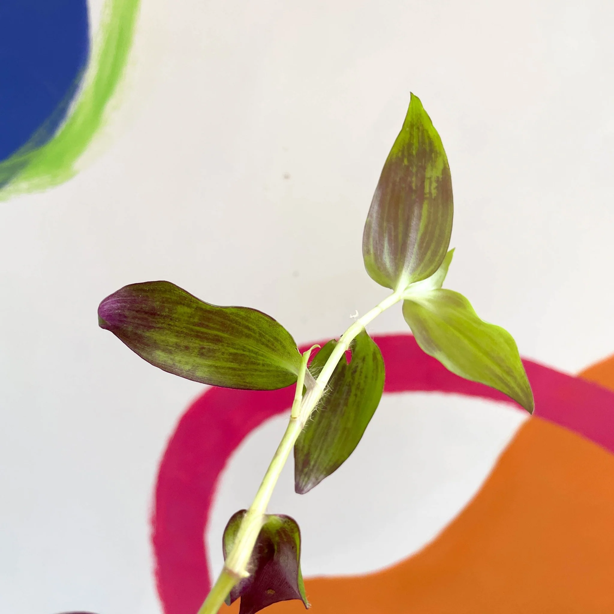 Inch Plant - Tradescantia zebrina 'Flame Dance' - Sprouts Grown By Us - Image 3