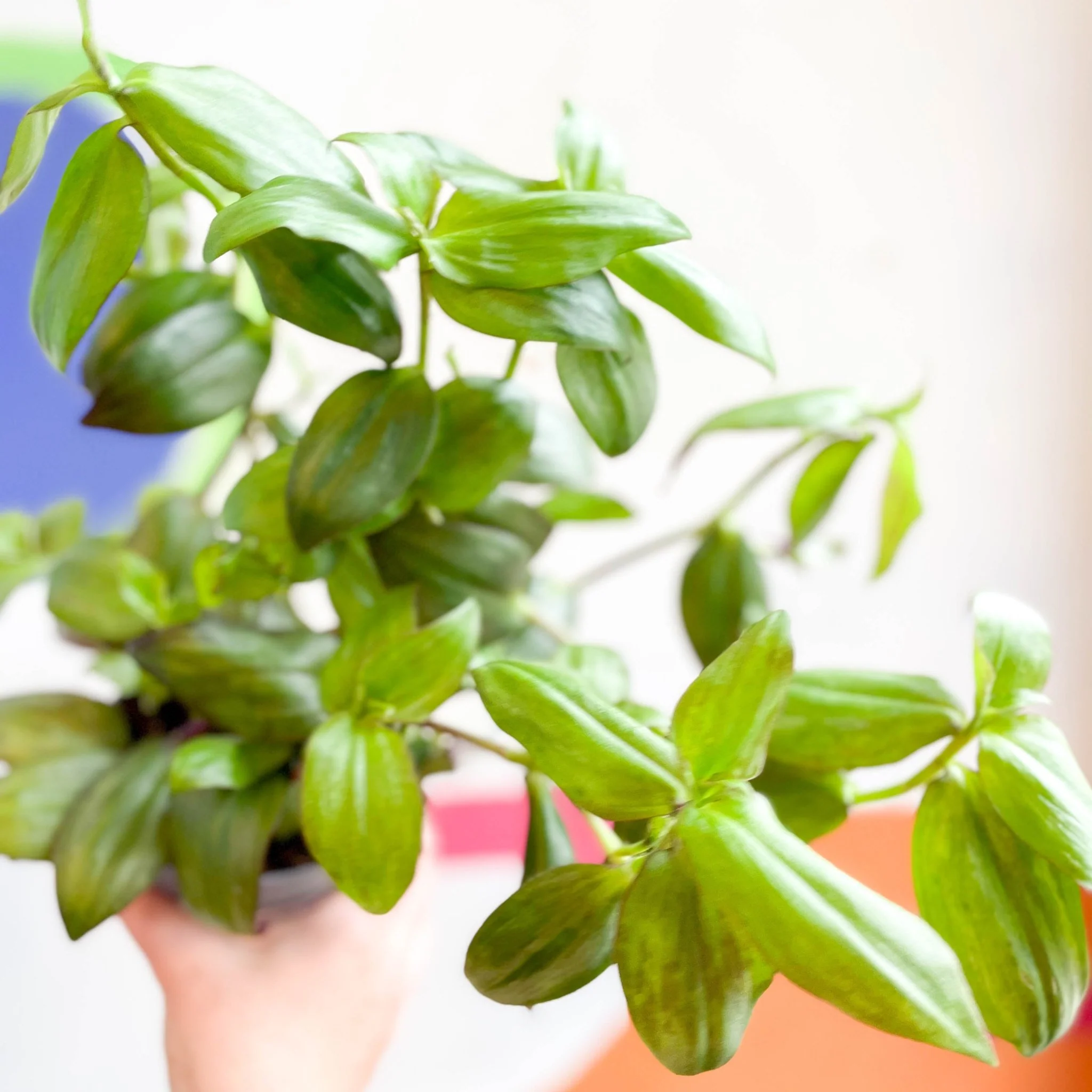 Inch Plant - Tradescantia zebrina 'Flame Dance' - Welsh Grown - Image 14