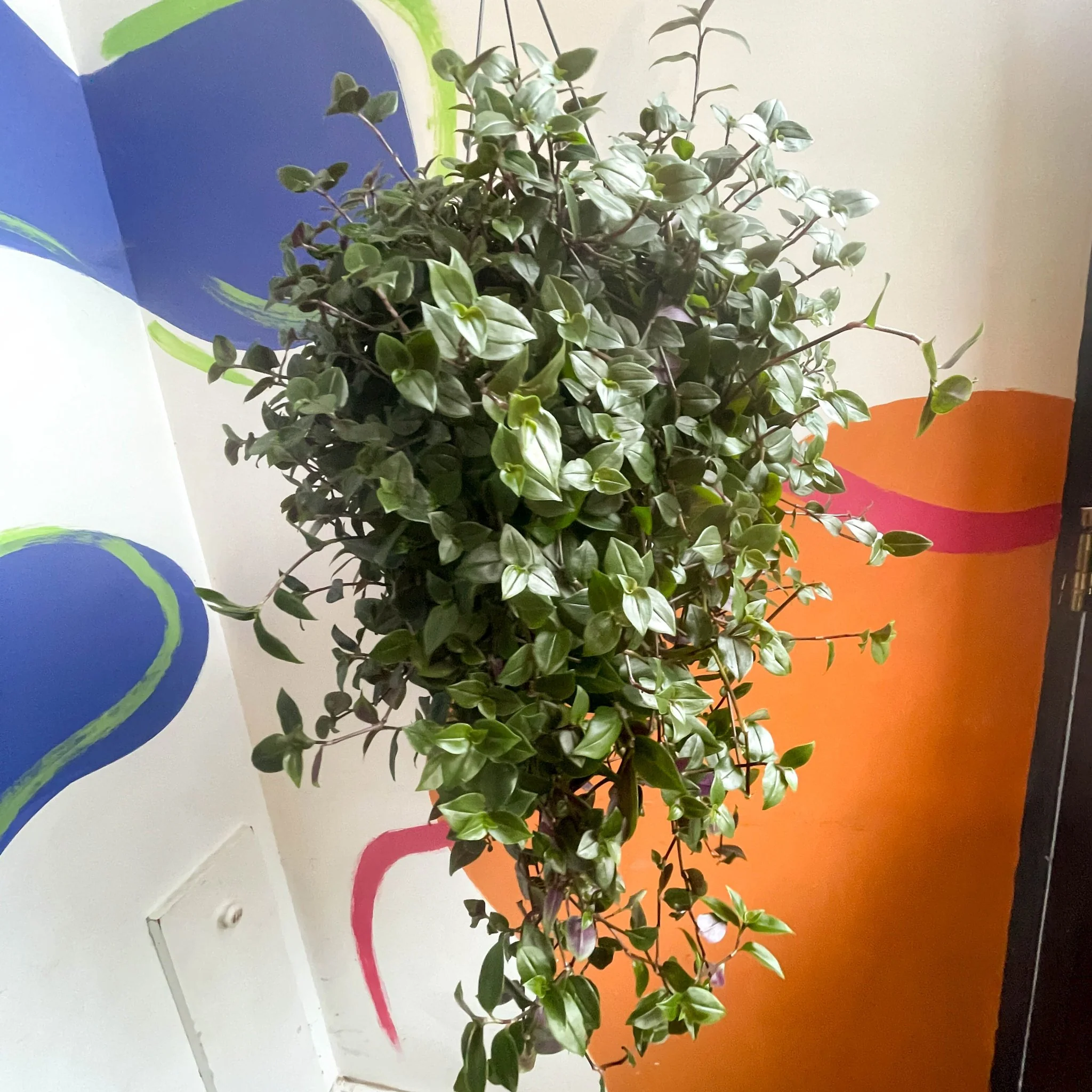 Inch Plant - Tradescantia mundula 'Green Hill'