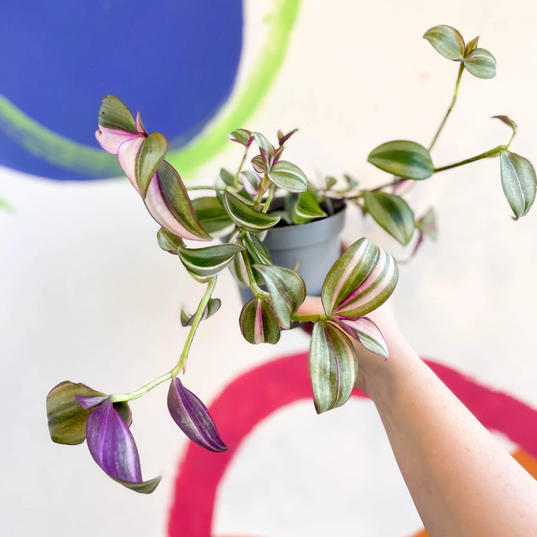 Inch Plant - Tradescantia zebrina 'Quadricolor' - Welsh Grown