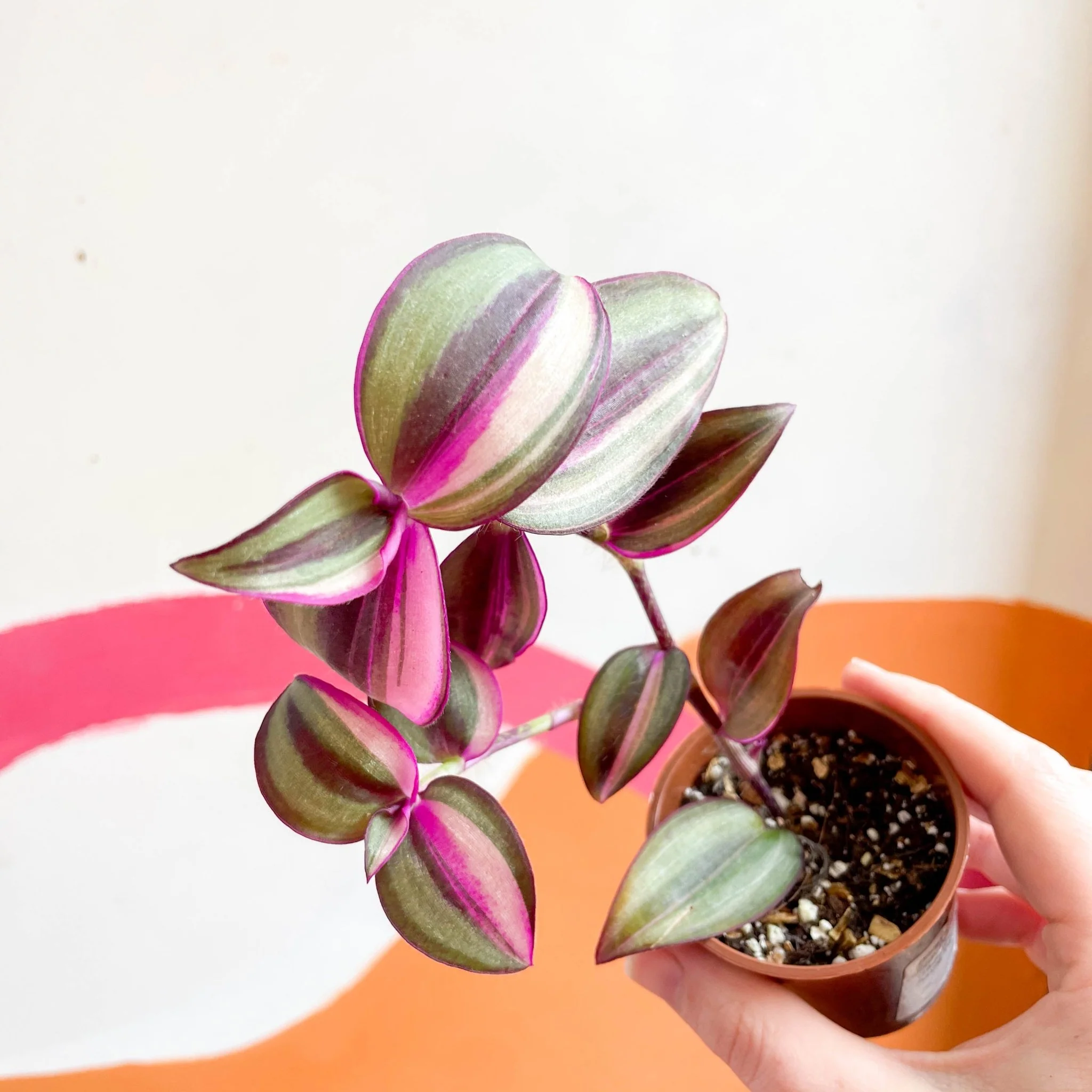 Inch Plant - Tradescantia zebrina 'Quadricolor' - Welsh Grown - Image 10