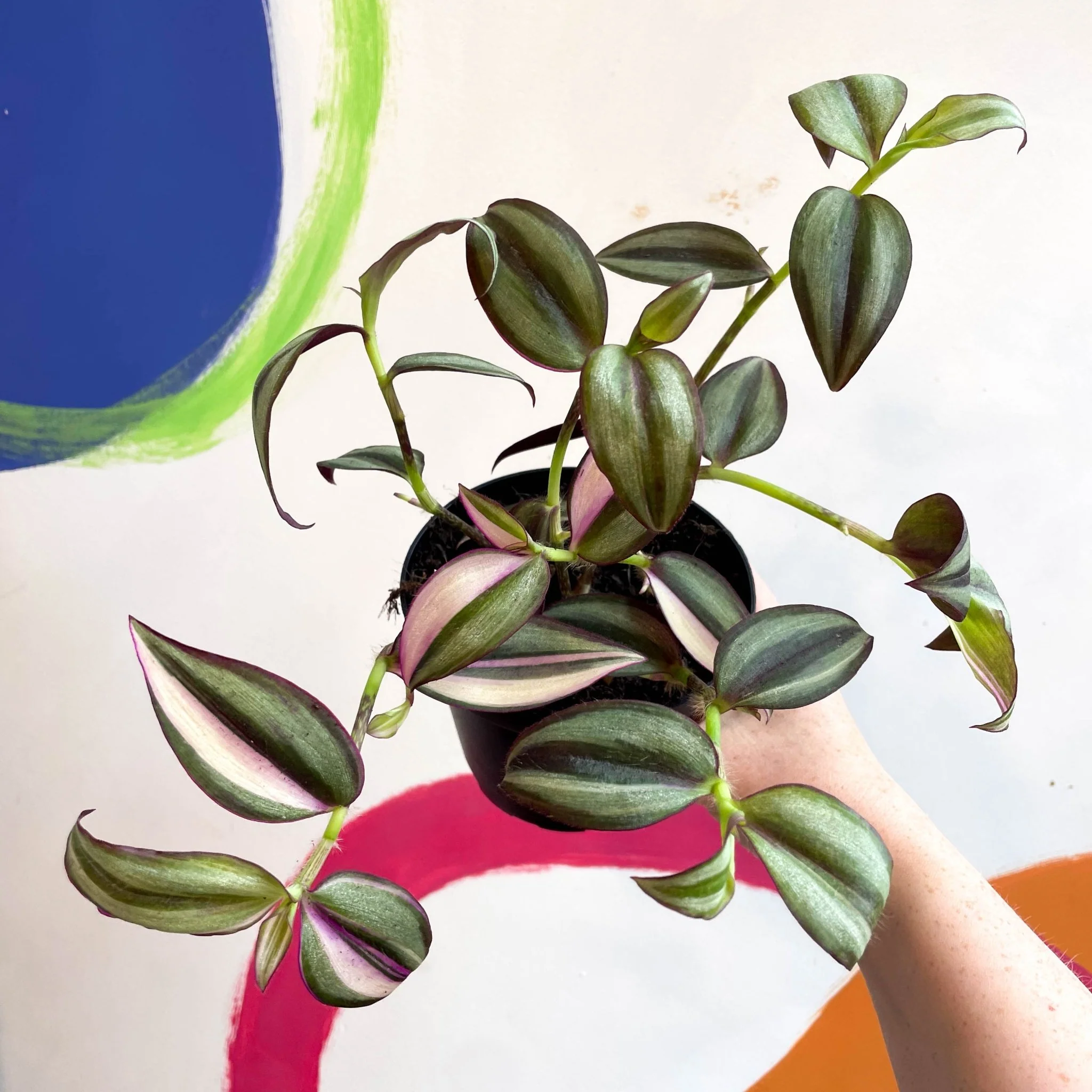 Inch Plant - Tradescantia zebrina 'Quadricolor' - Welsh Grown - Image 11