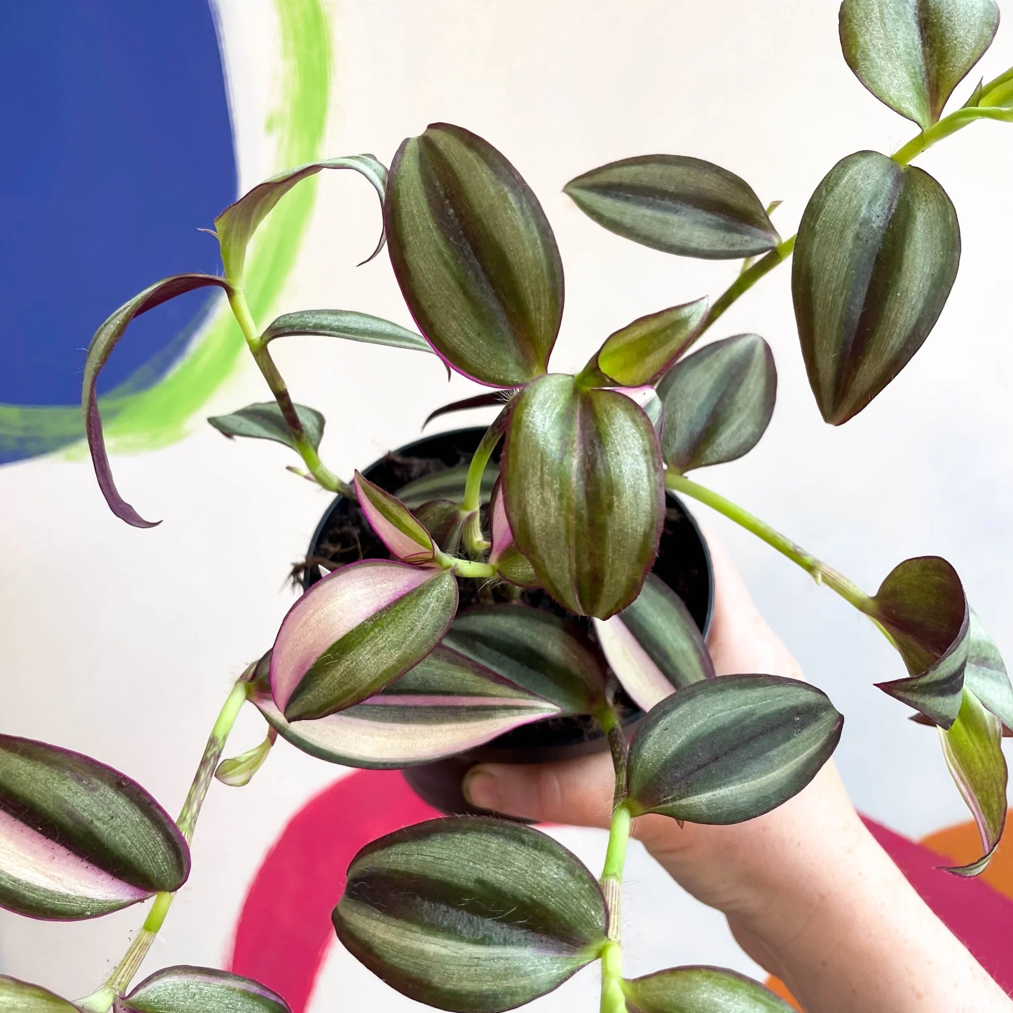Inch Plant - Tradescantia zebrina 'Quadricolor' - Welsh Grown - Image 12
