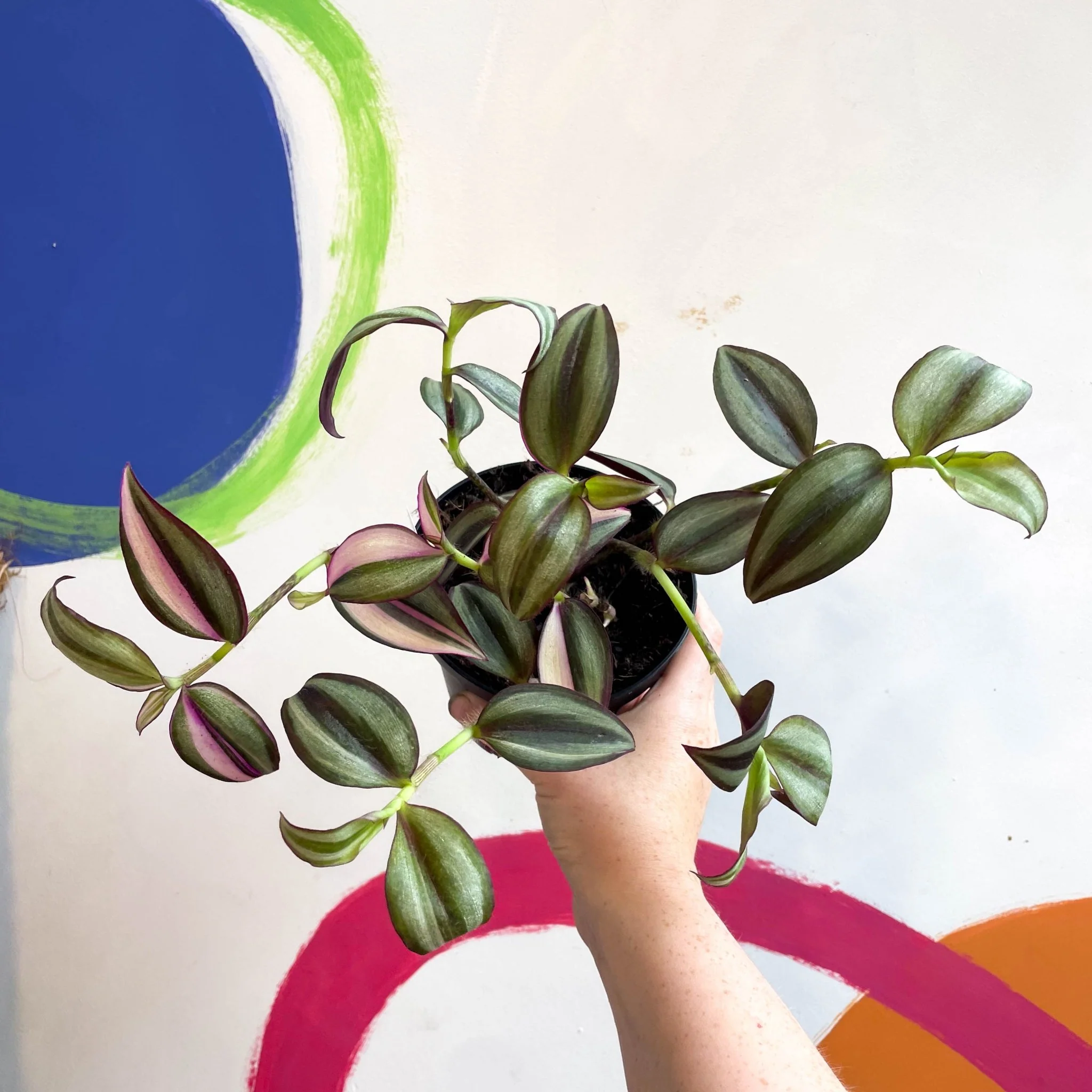 Inch Plant - Tradescantia zebrina 'Quadricolor' - Welsh Grown - Image 13