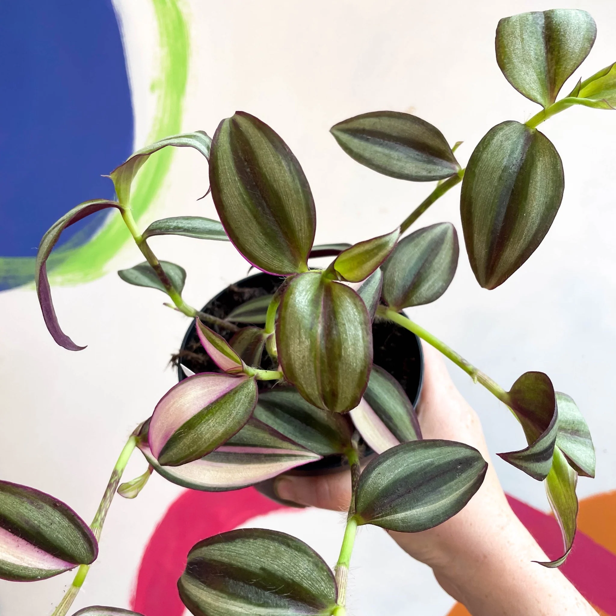 Inch Plant - Tradescantia zebrina 'Quadricolor' - Welsh Grown - Image 14