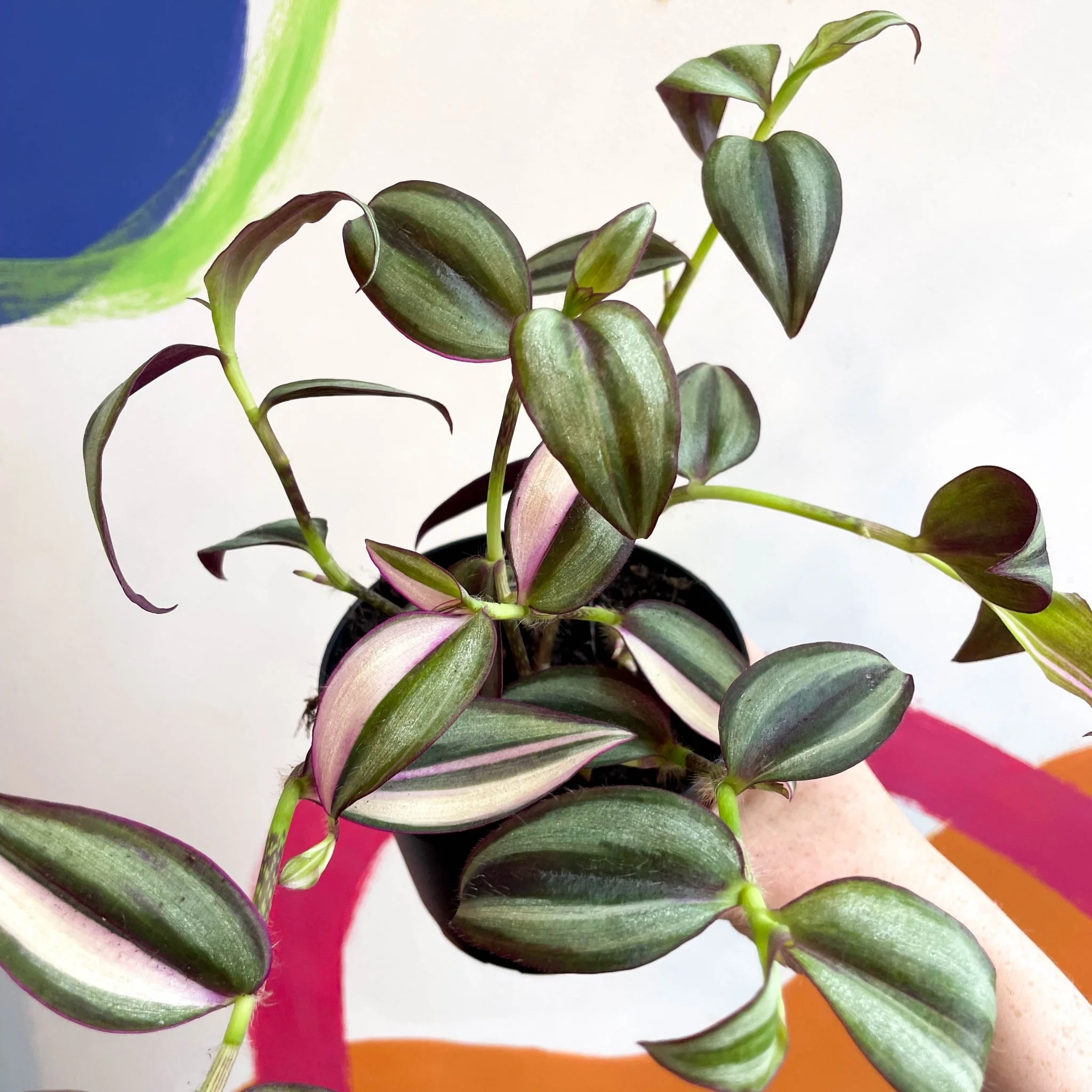 Inch Plant - Tradescantia zebrina 'Quadricolor' - Welsh Grown - Image 15
