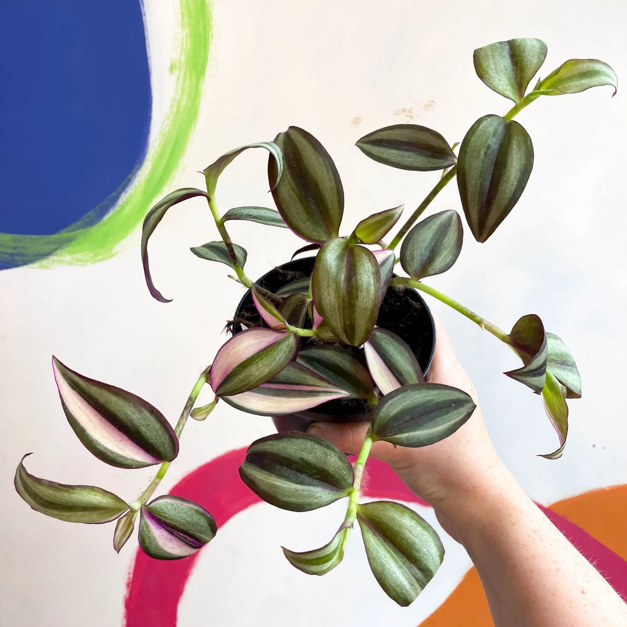 Inch Plant - Tradescantia zebrina 'Quadricolor' - Welsh Grown - Image 16